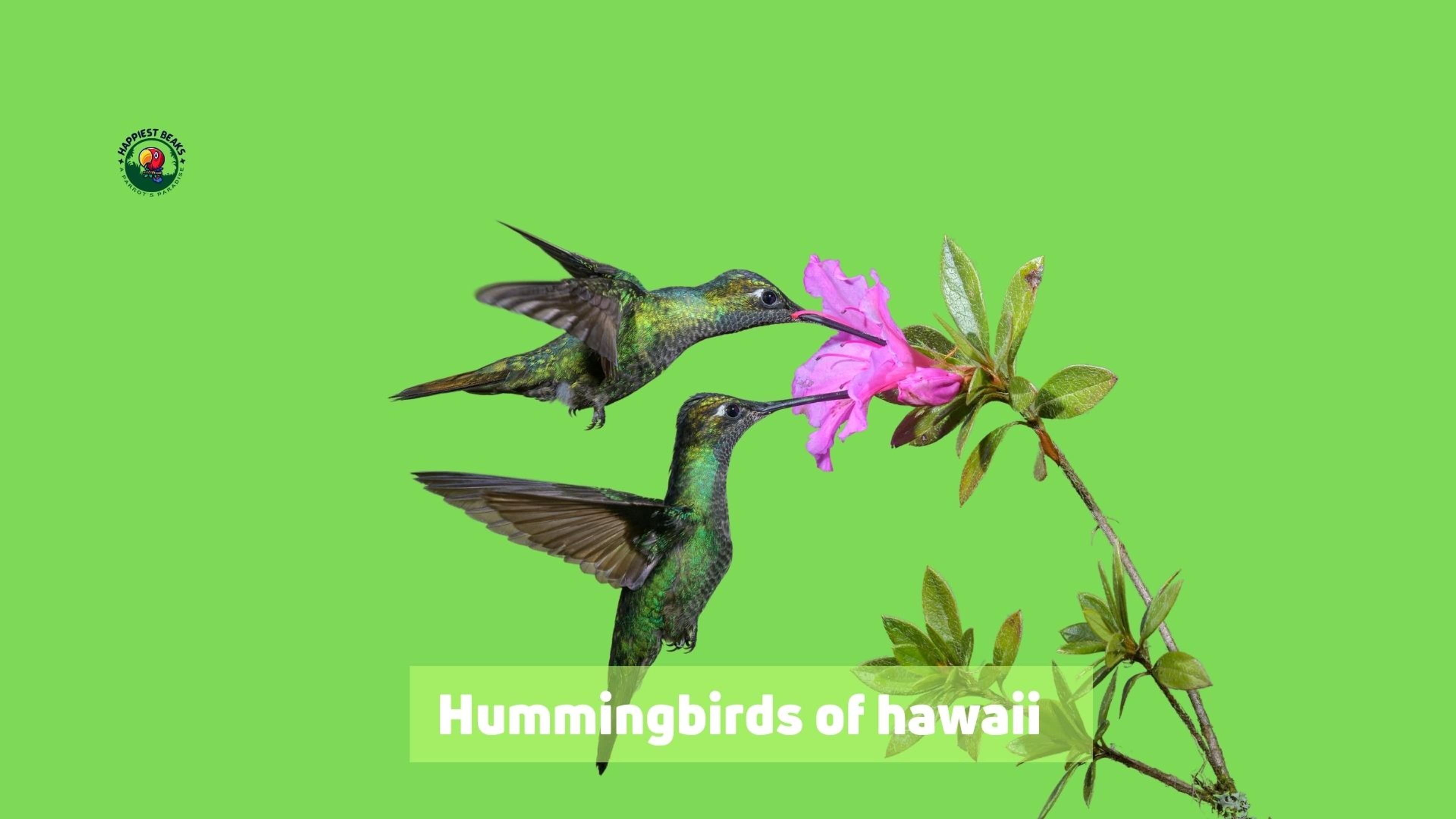 Hummingbirds of Hawaii