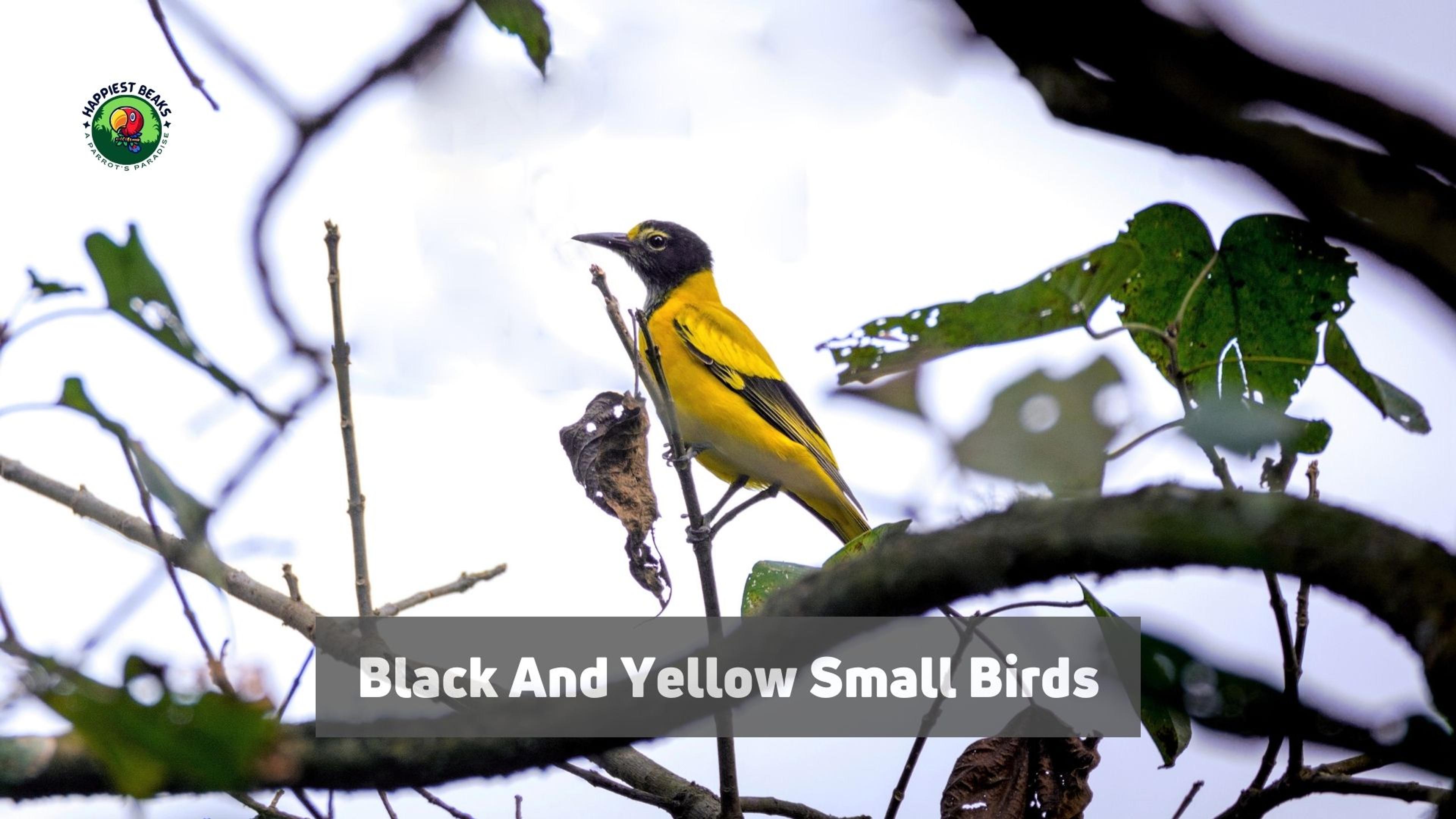 Black And Yellow Small Birds