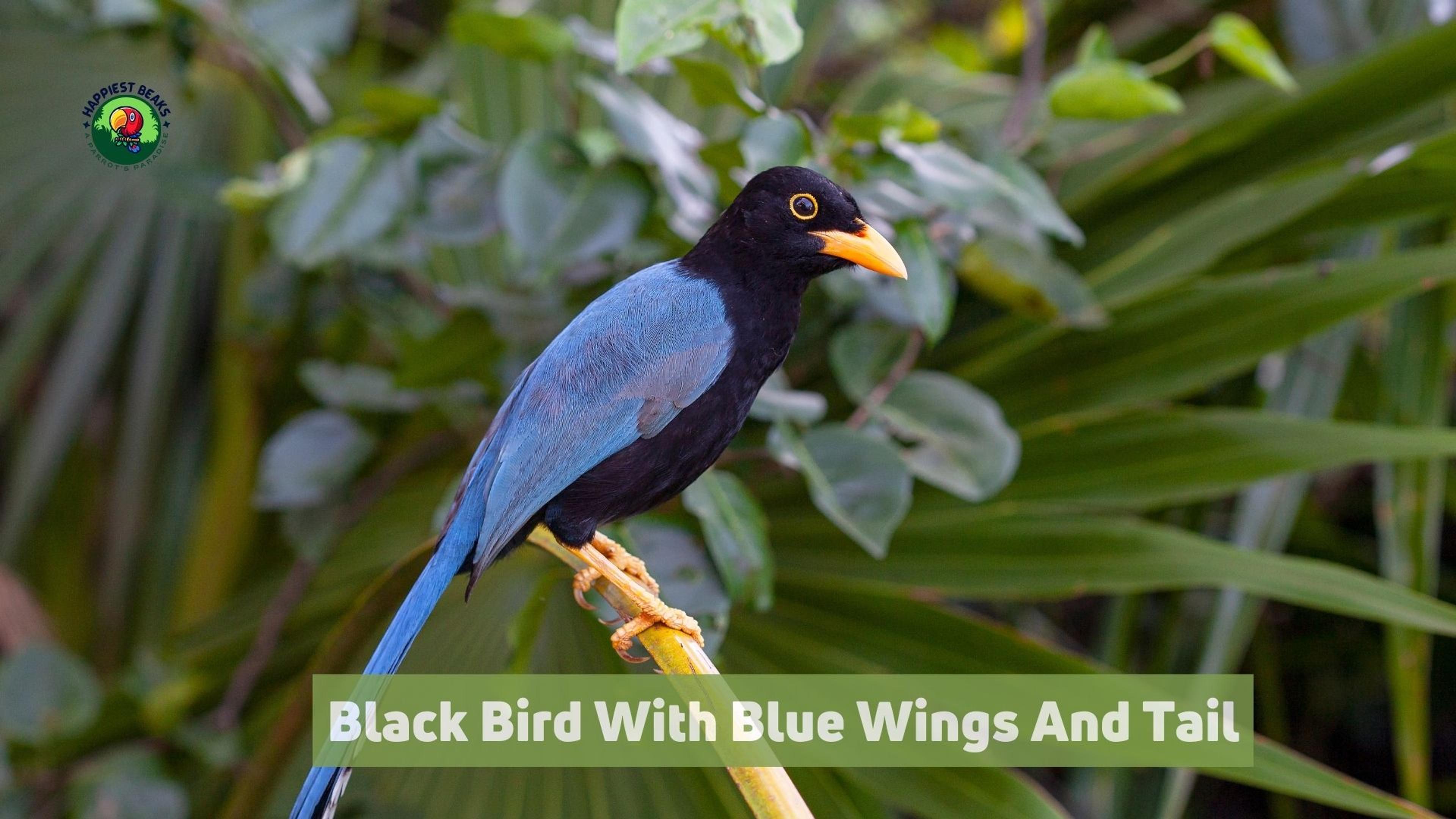 Black Bird With Blue Wings And Tail