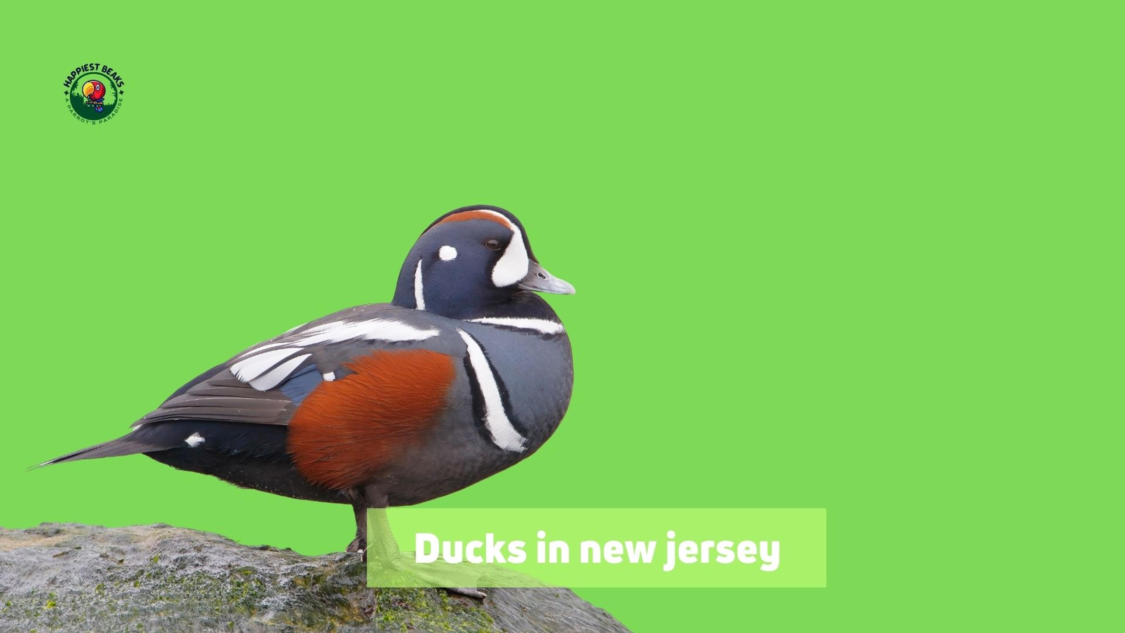 Ducks in New Jersey