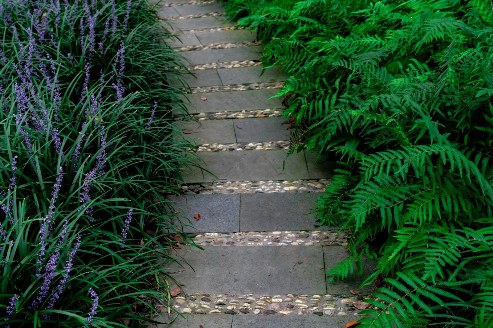 A stone path winding through a green fern garden.