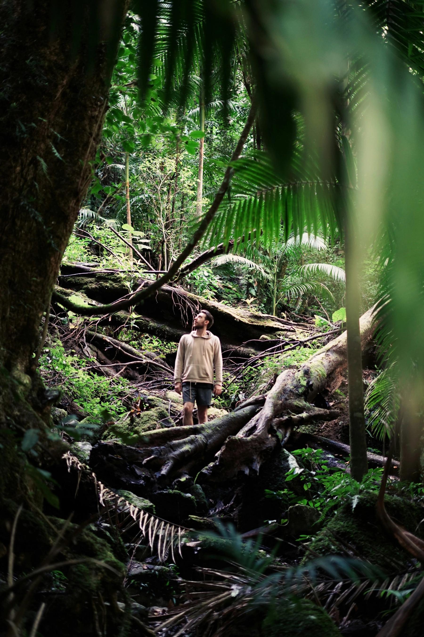 A person stands among towering rainforest trees and ferns, looking up into the canopy