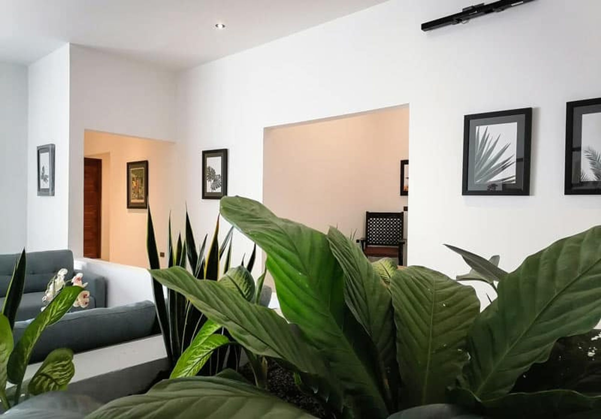 View through a leafy plant atrium in the San José residence: framed art on white walls, a blue sofa just visible, an archway opening onto a warm-beige sitting room beyond.