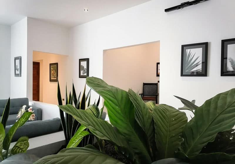 View through a leafy plant atrium in the San José residence: framed art on white walls, a blue sofa just visible, an archway opening onto a warm-beige sitting room beyond.