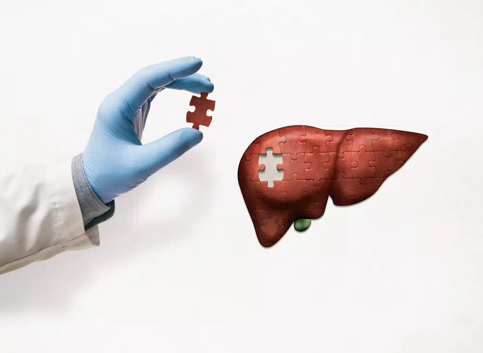 Benefits of Healing Liver from Alcohol