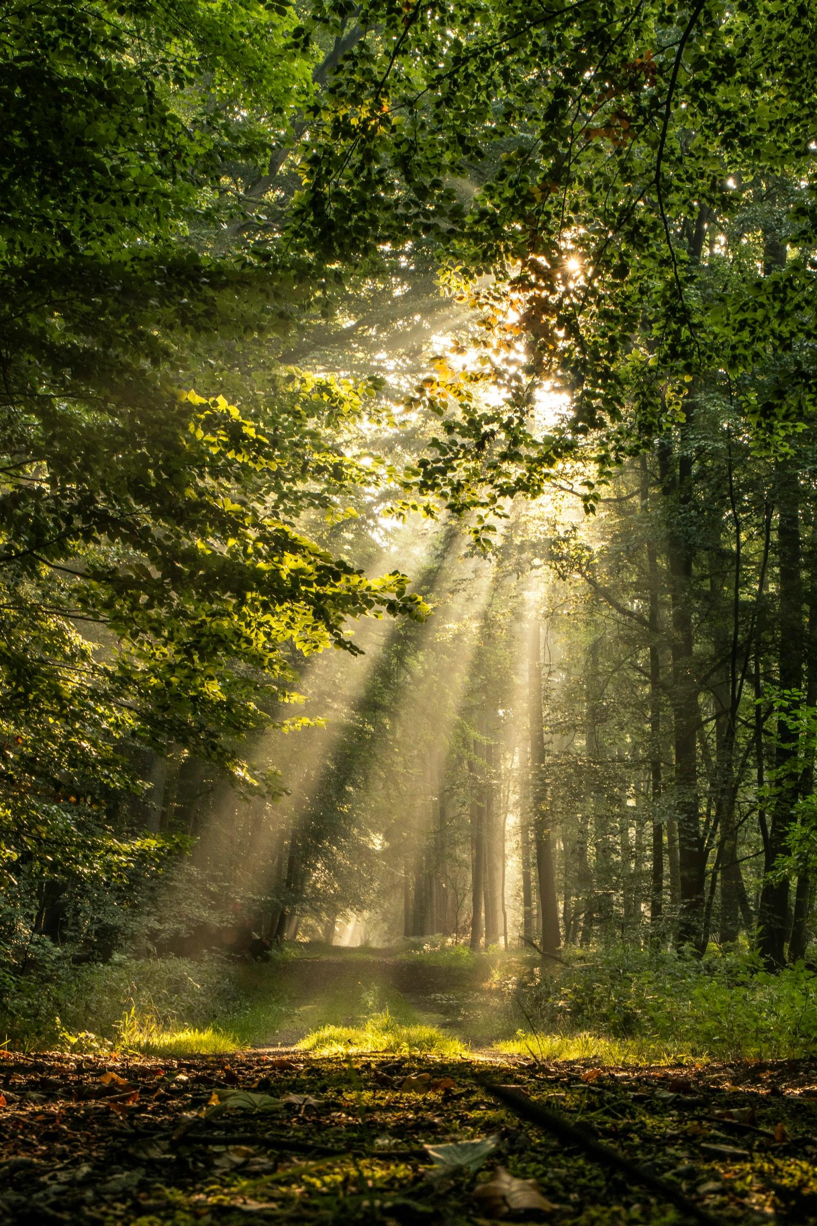 Sunlight filtering through a stand of tall green trees.