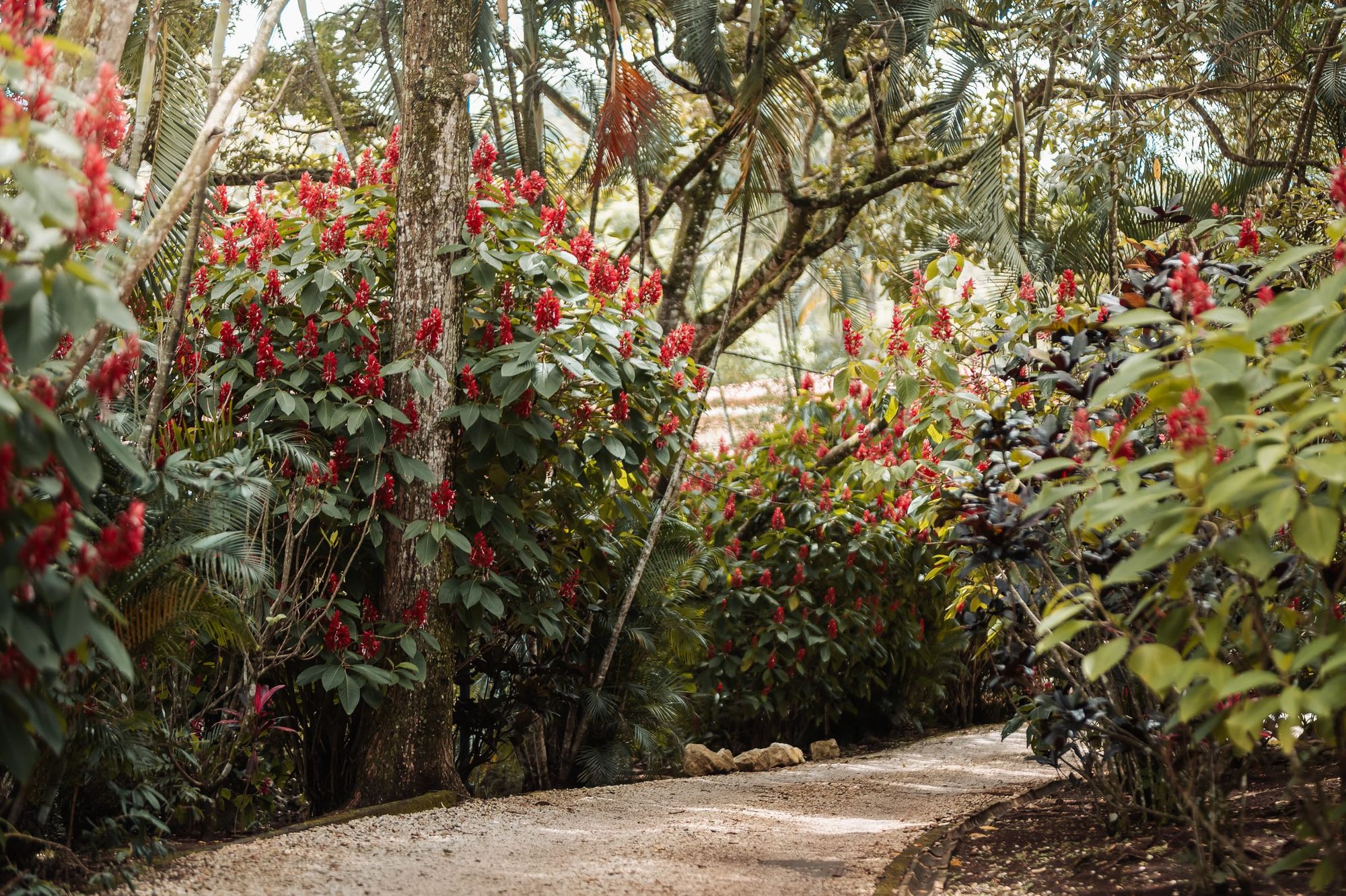 A gravel path curving through red flowering shrubs and tall trees in the Atenas gardens.