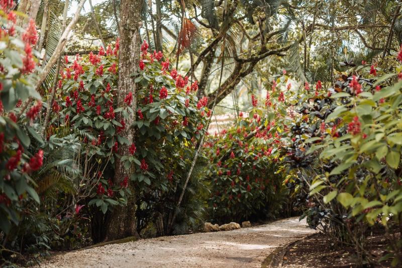 Un sendero de grava que serpentea entre arbustos de flores rojas y árboles altos en los jardines de Atenas.