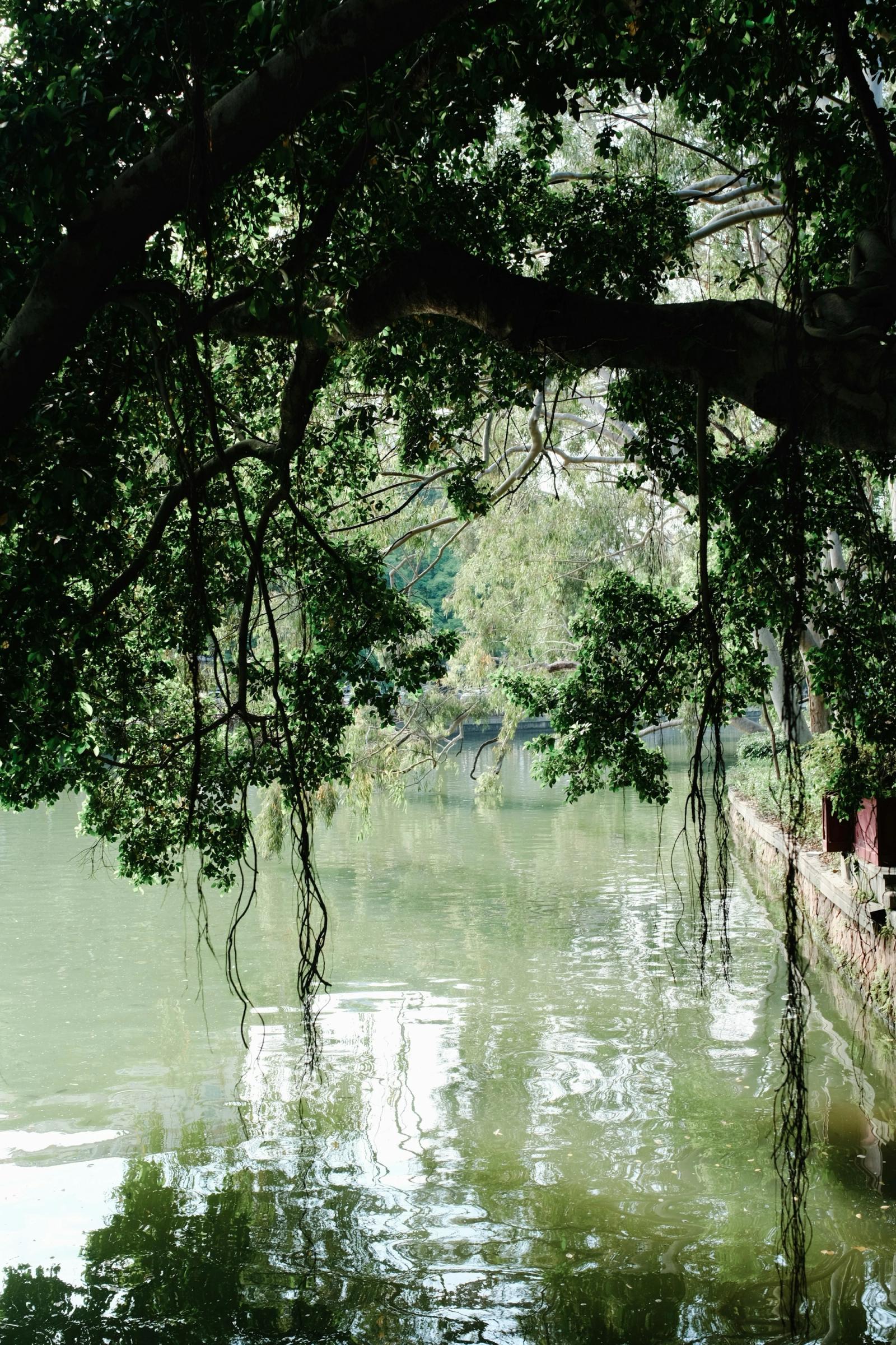 A tranquil lake surrounded by lush green trees.