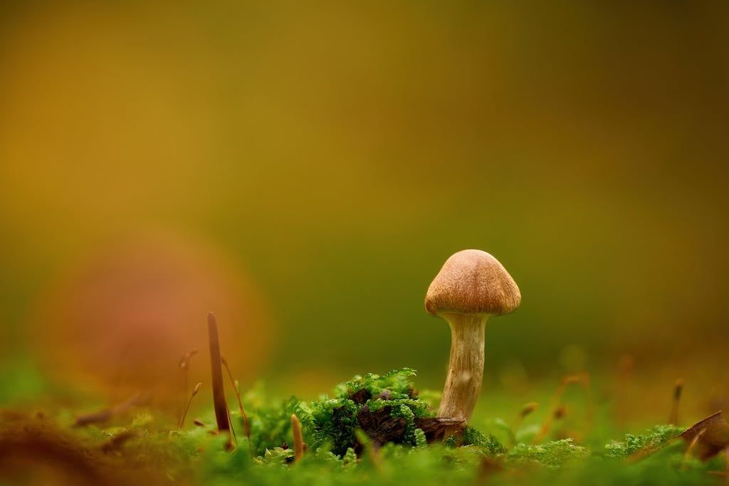mushroom-in-system-1