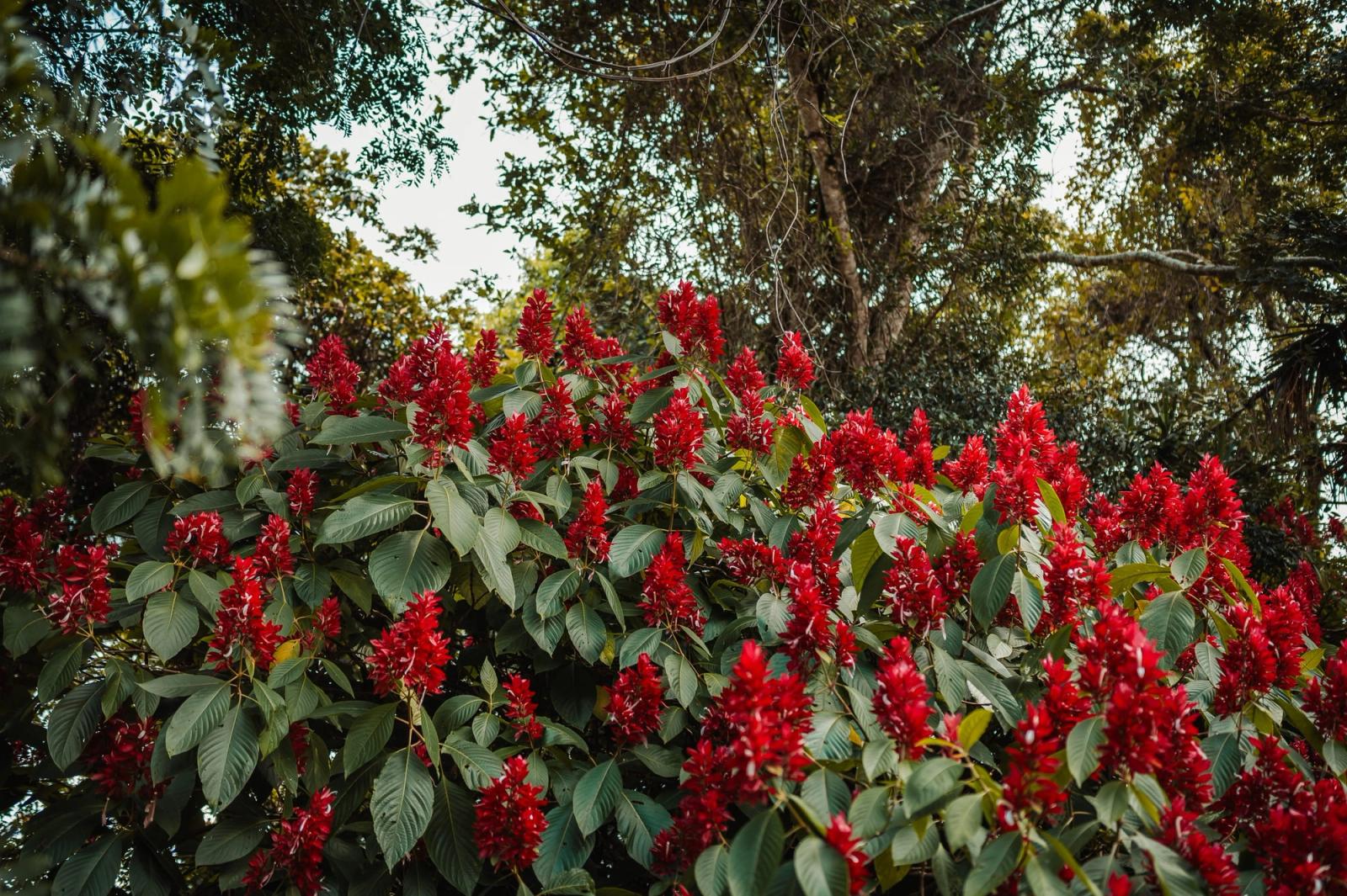 Un macizo denso de flores tropicales rojas bajo el dosel del bosque en Atenas.