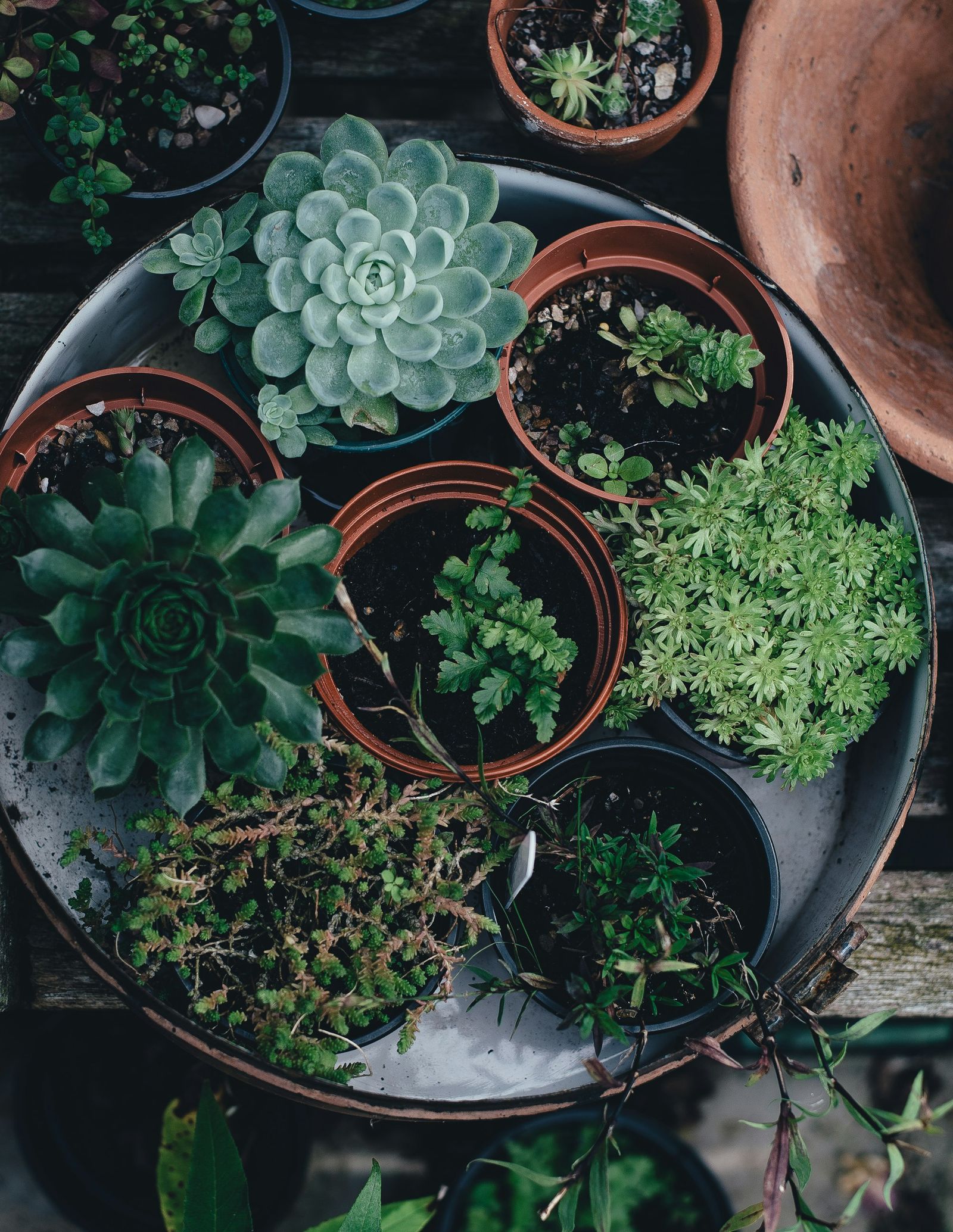 An overhead view of potted succulents and small green plants arranged on a round metal tray.