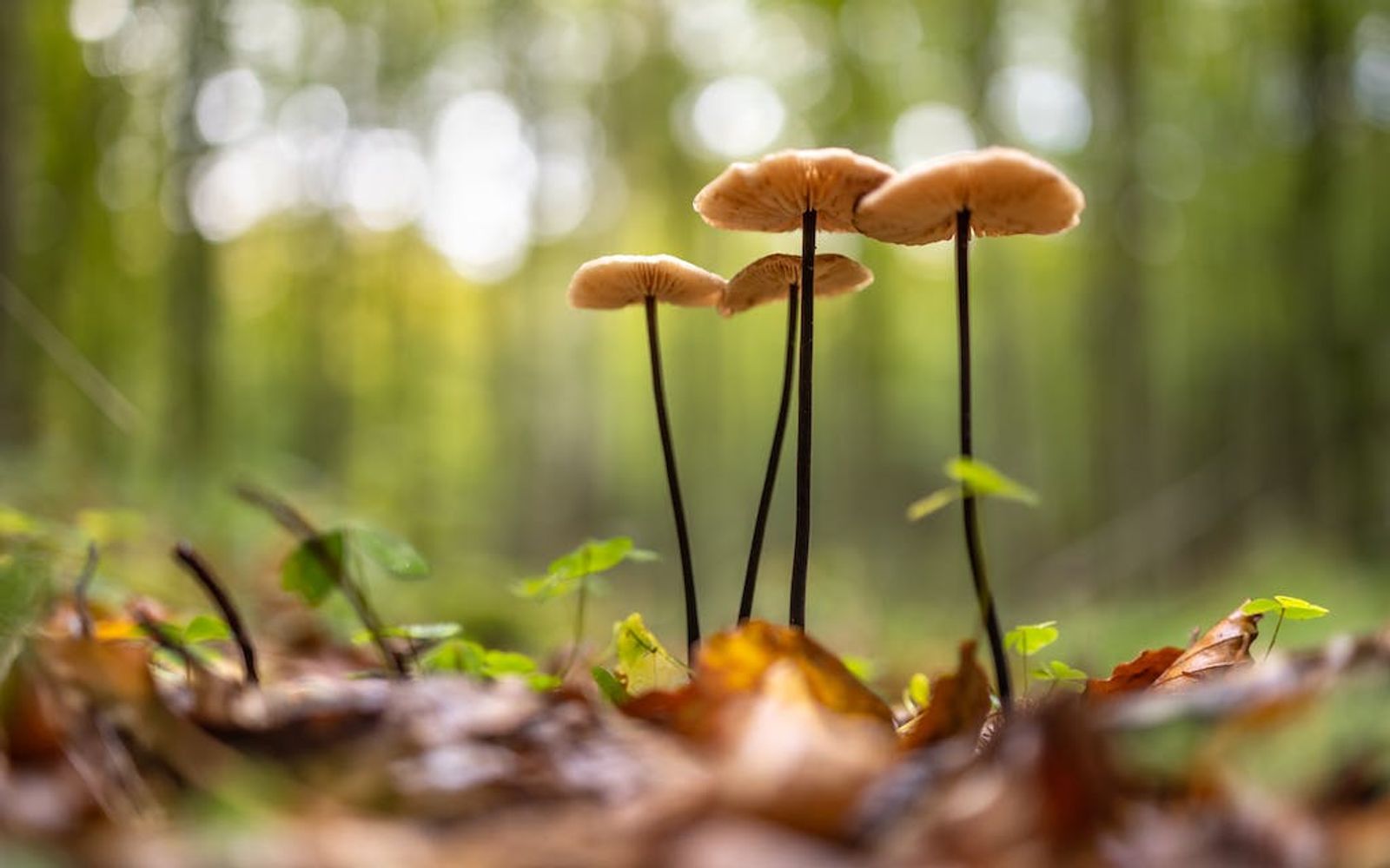 shrooms-effects-3