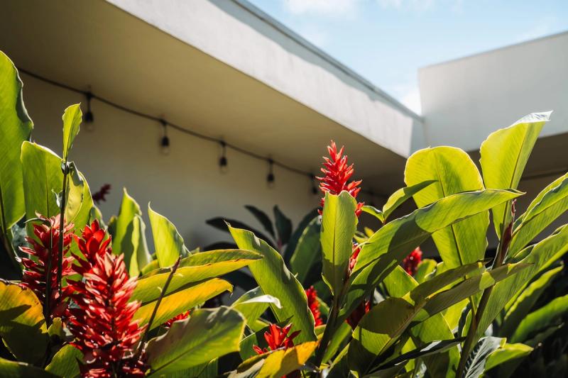 Red heliconia flowers in the courtyard garden at San José.