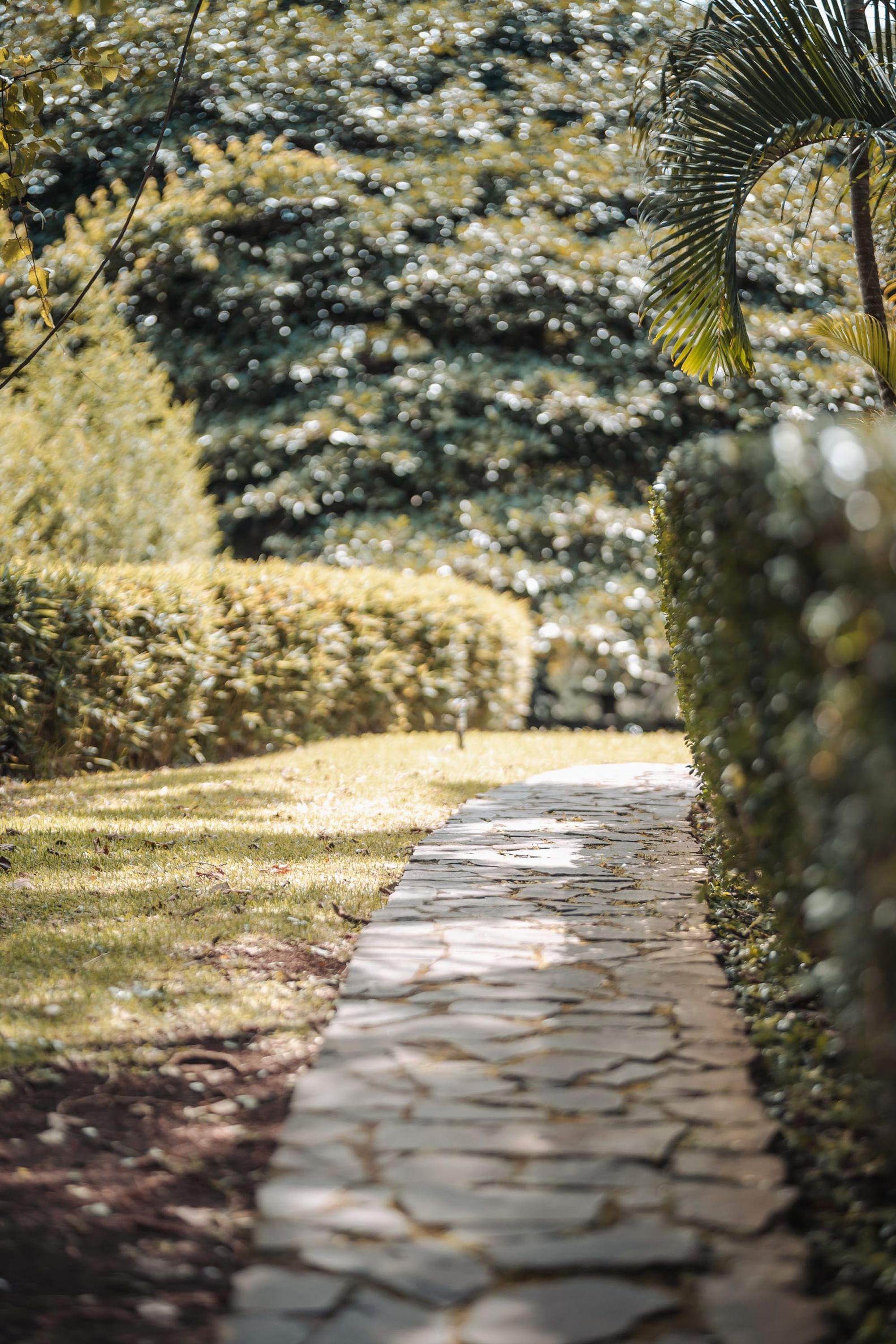 A flagstone path running between trimmed hedges and a lawn in the Atenas gardens.