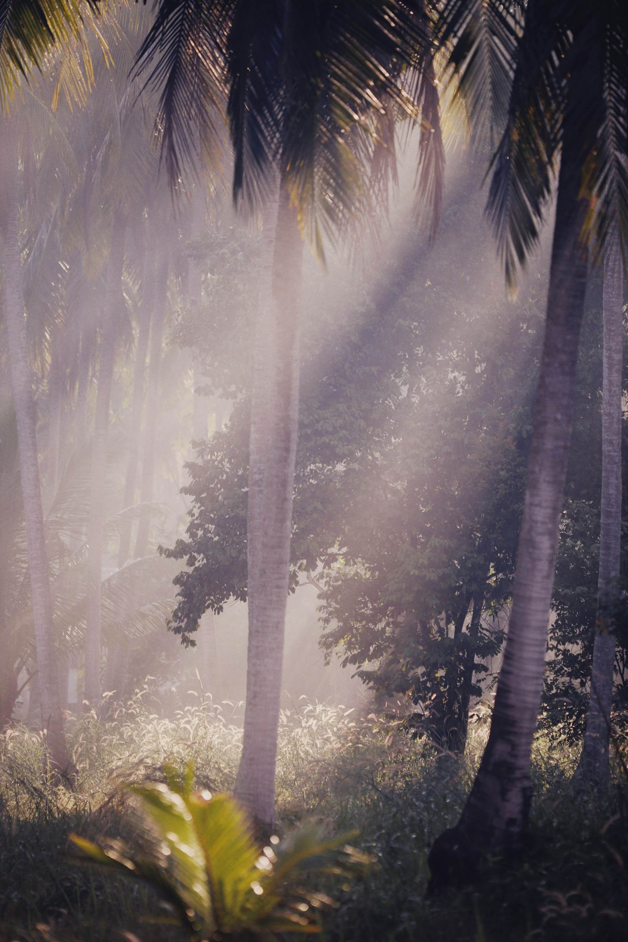 a forest filled with lots of palm trees