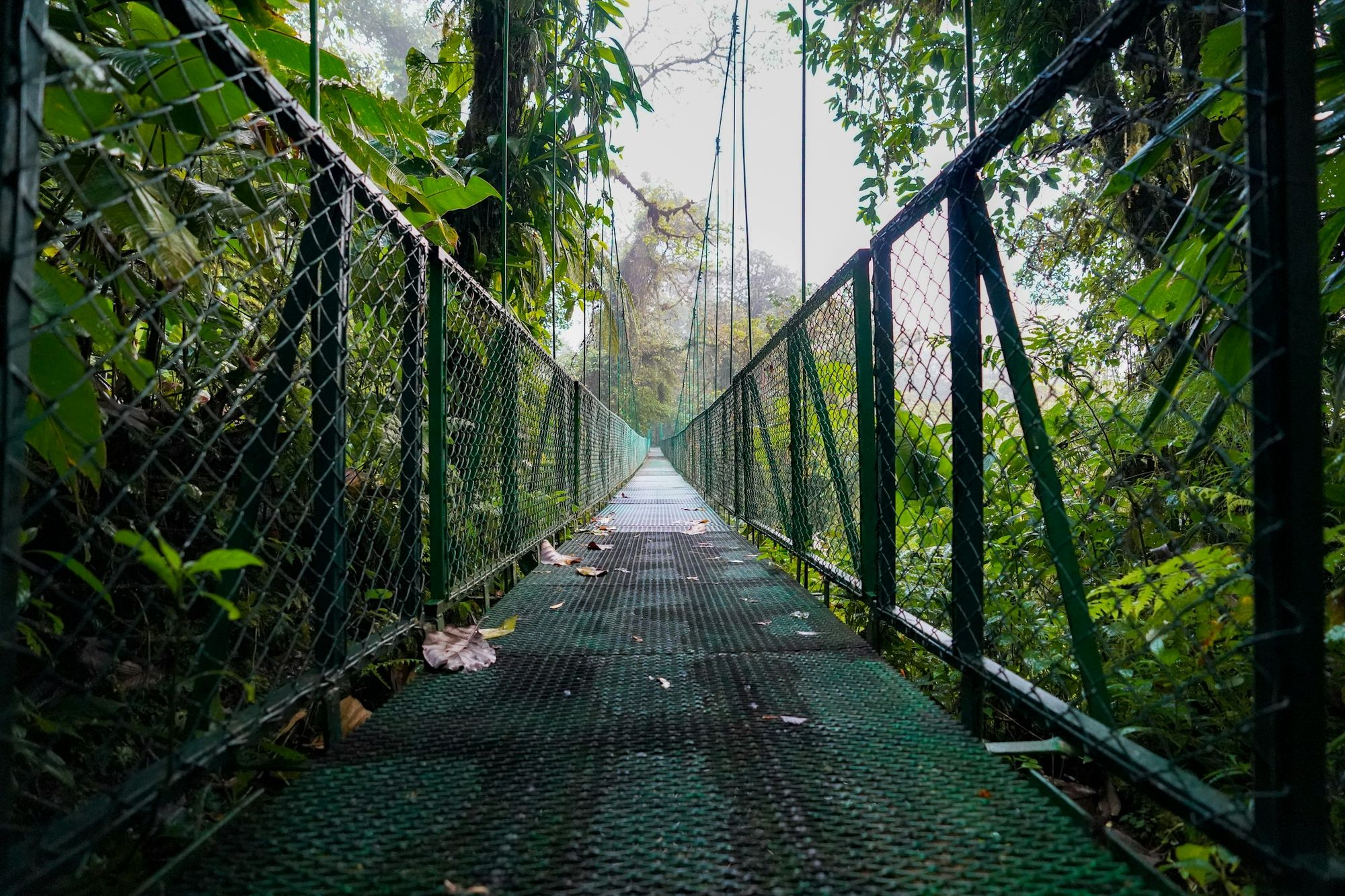 A suspension footbridge crossing into misty cloud forest canopy
