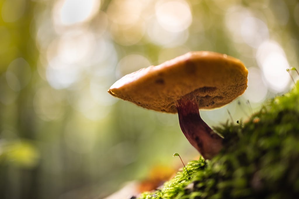 shrooms-effects-1
