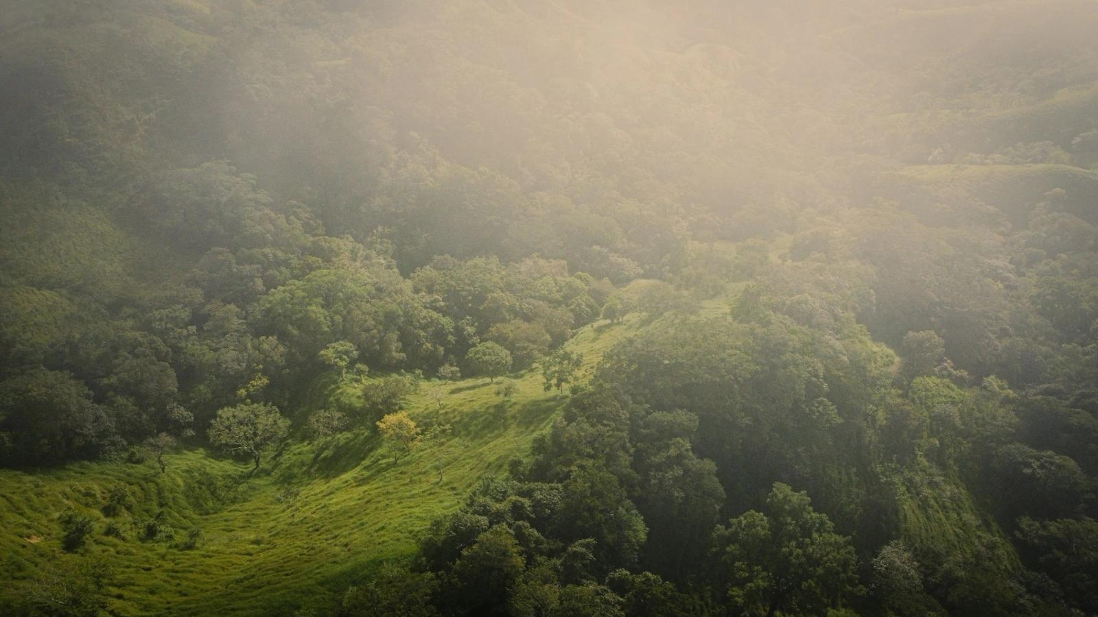 Soft light over green forested hills.