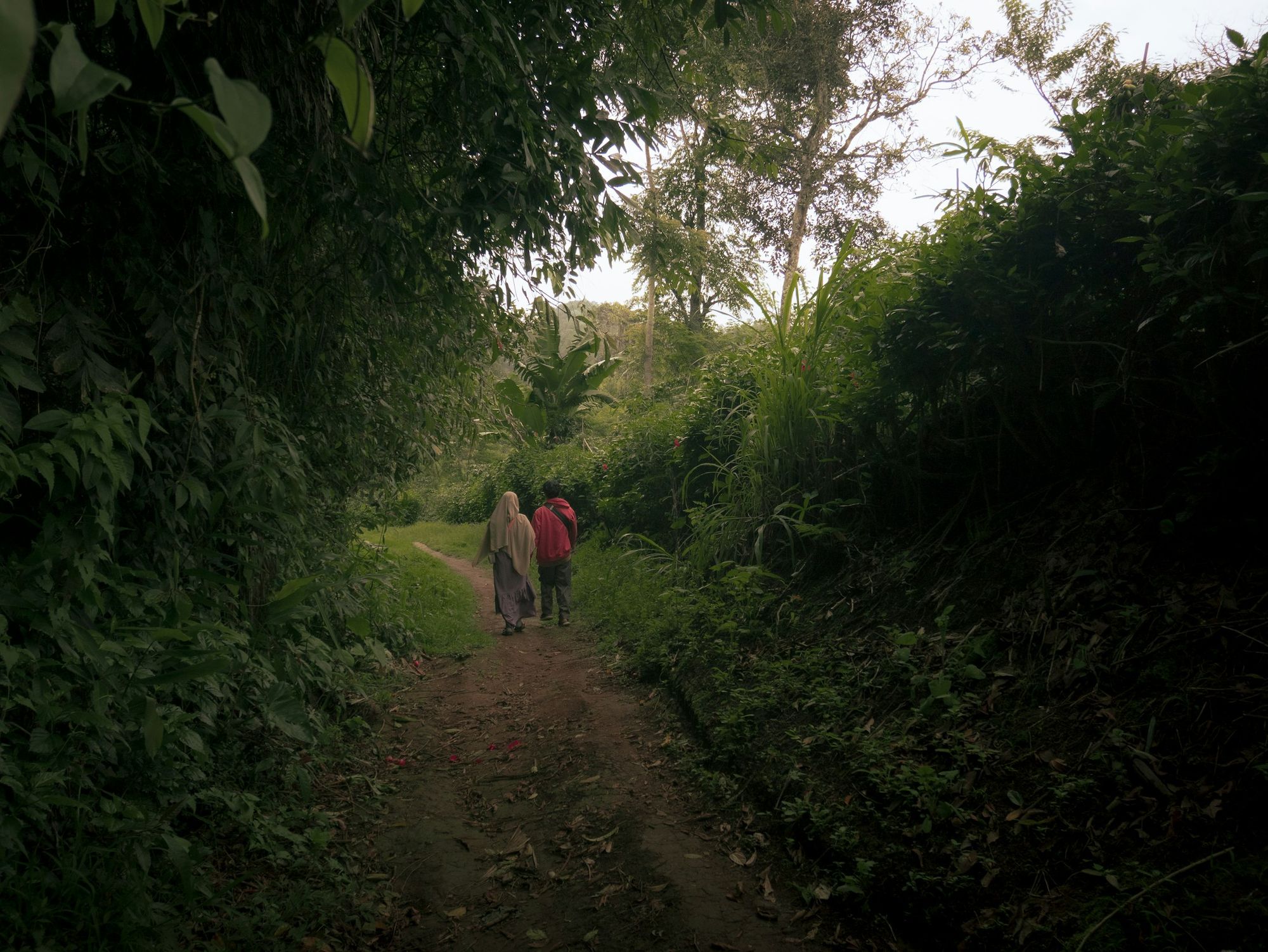 Two people walking a trail together through dense tropical greenery, seen from behind.