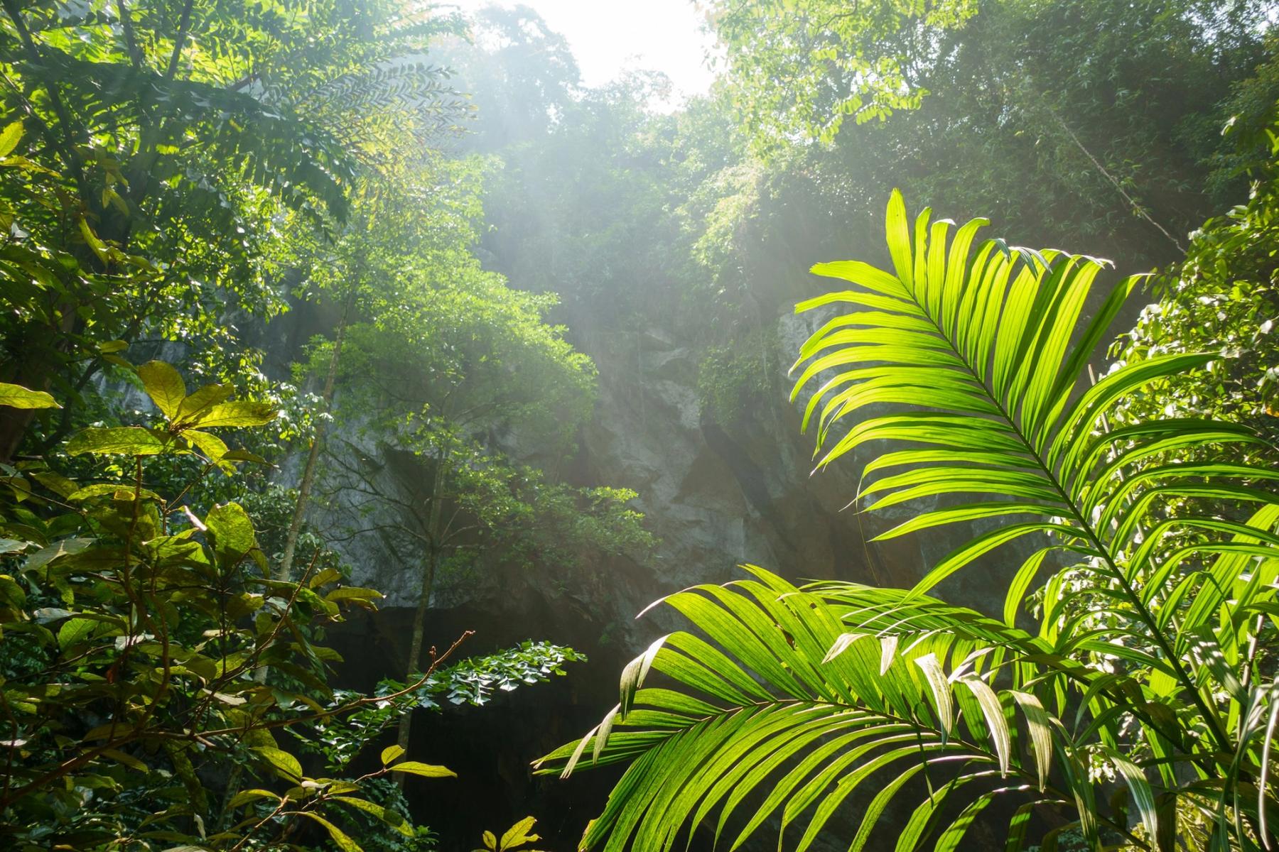 Sunlight filtering through a lush tropical jungle.