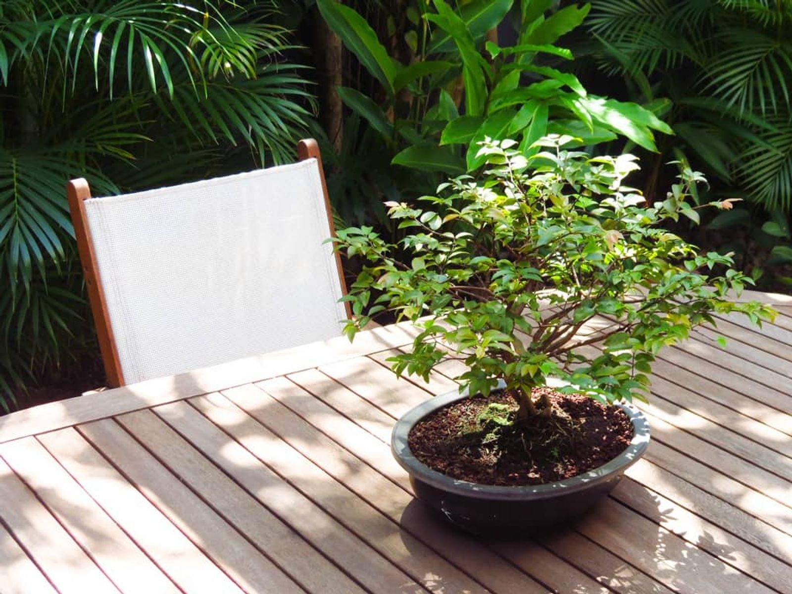 A small bonsai tree on a sunlit wooden table in the garden, with lush green foliage behind.