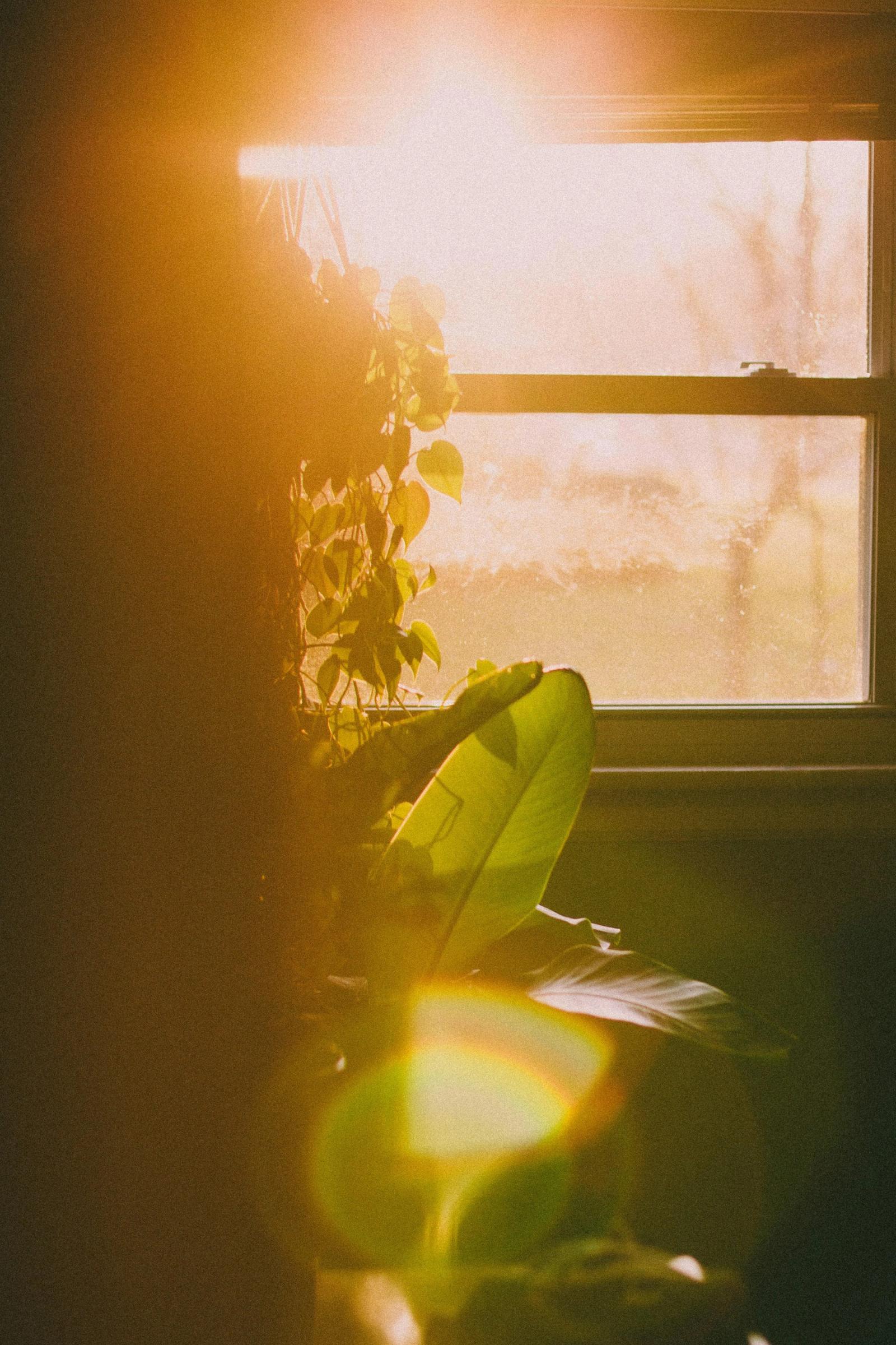 A single yellow flower on a sunlit windowsill, soft morning light coming through the glass.
