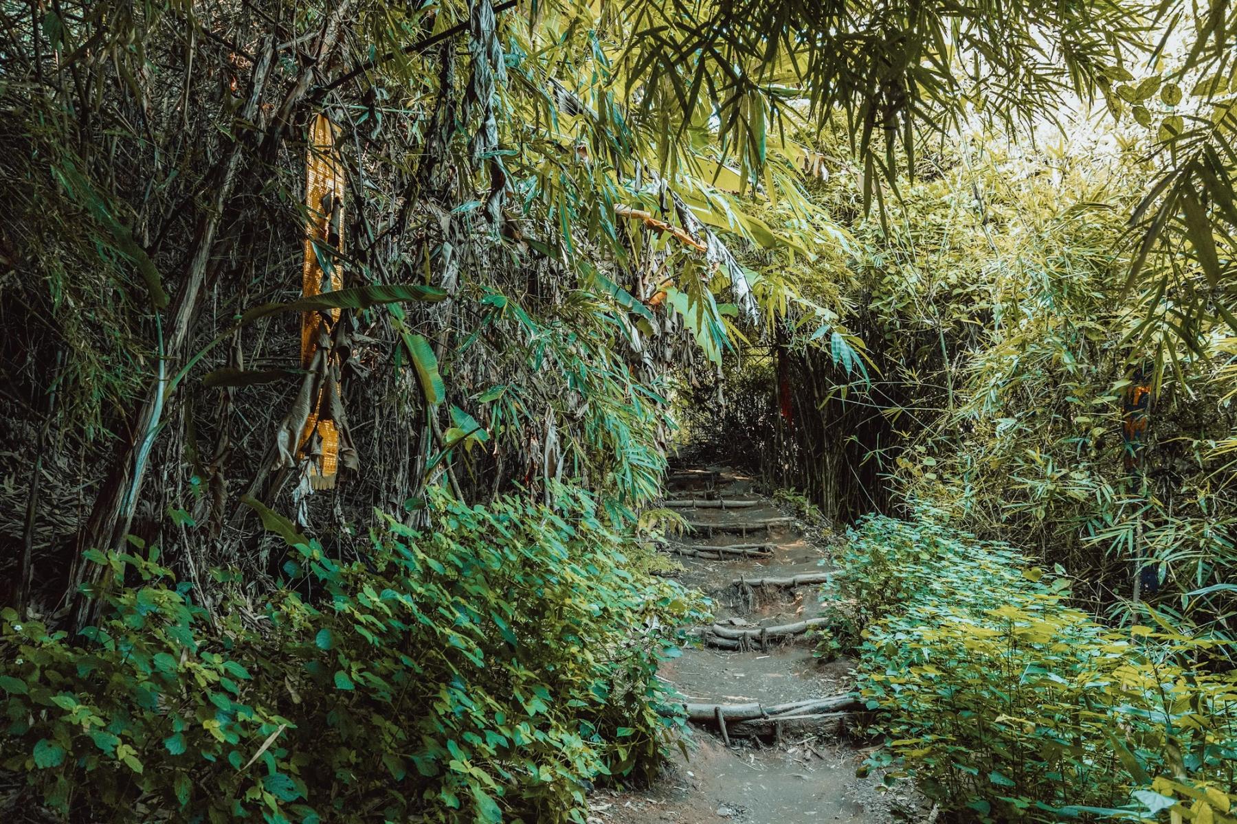 Steps climbing through a green bamboo forest.