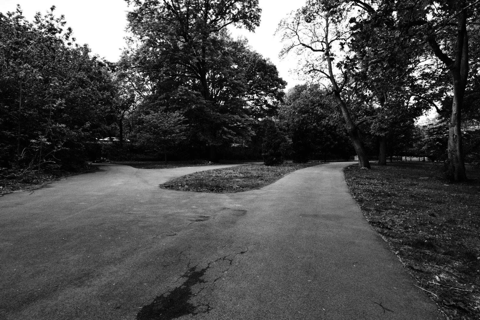 A path that forks in two among the trees.