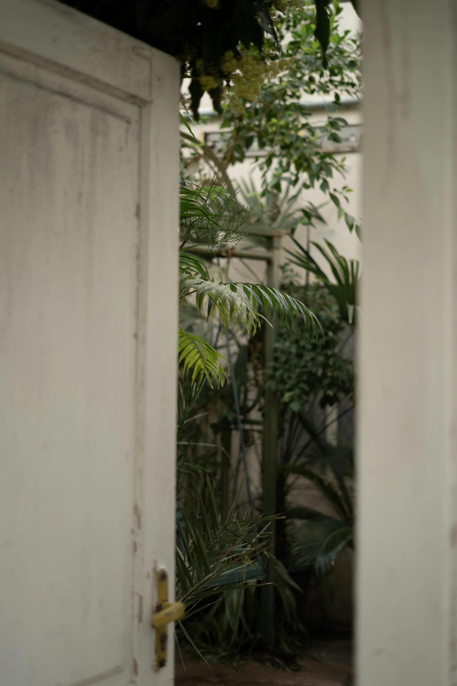 A weathered door ajar onto lush green plants.