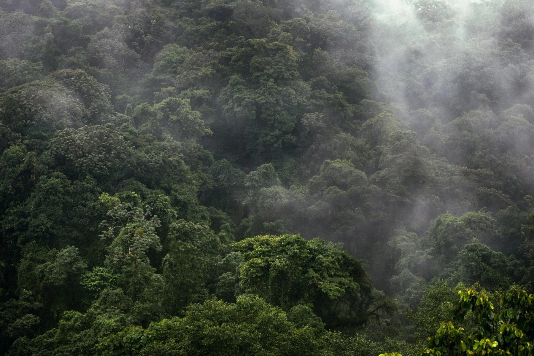 Mist drifting over a green tropical cloud forest.