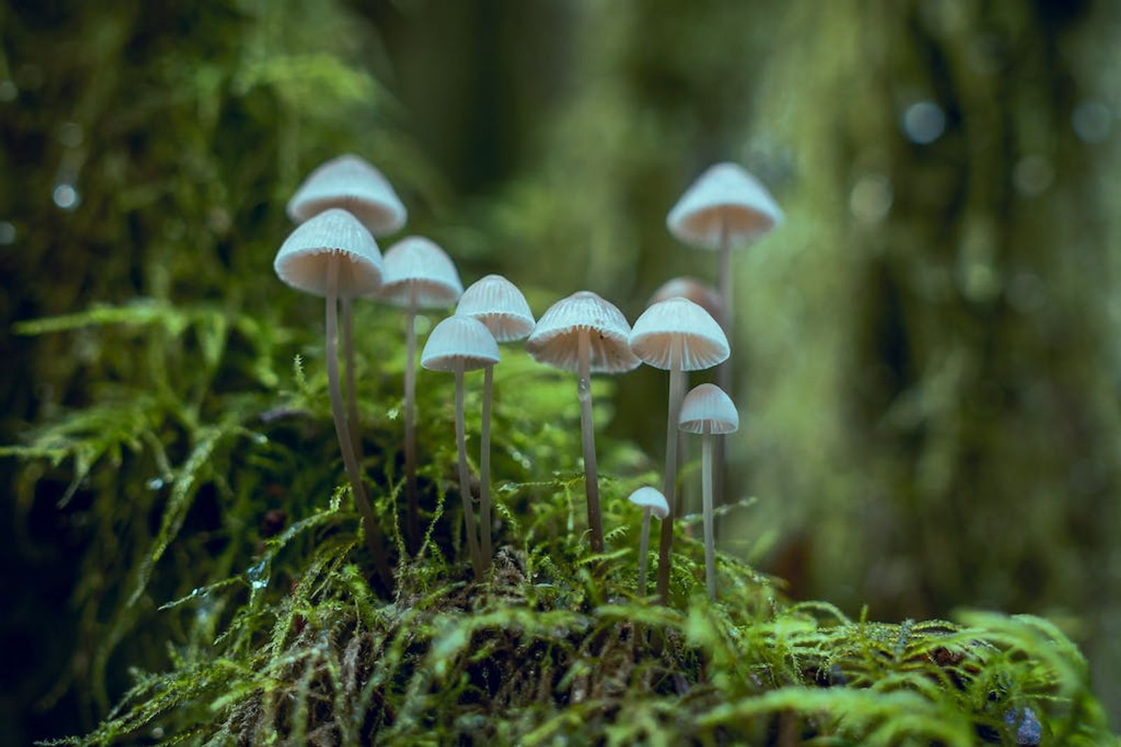 mushroom-in-system-4