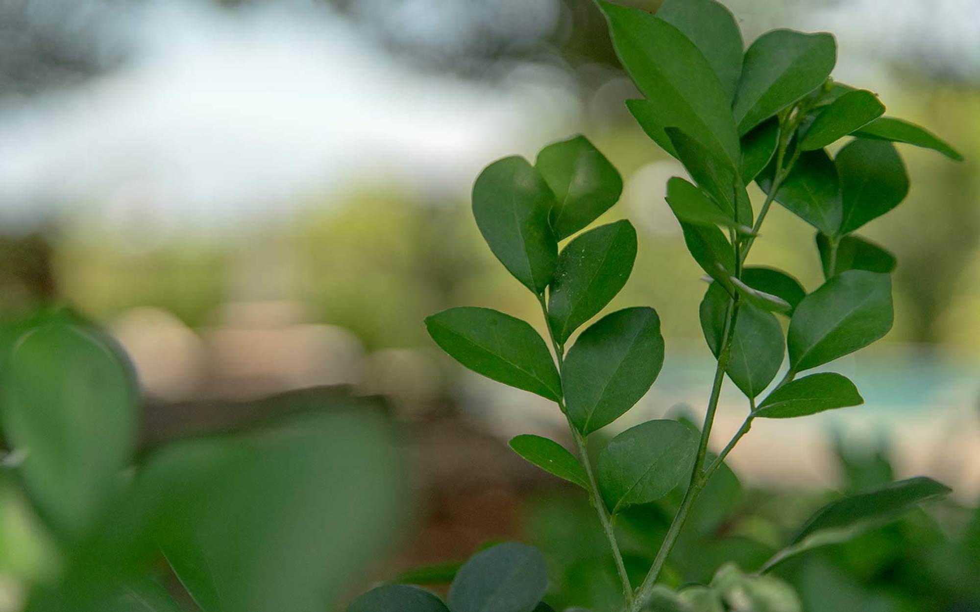 A close-up of tropical foliage on the property.