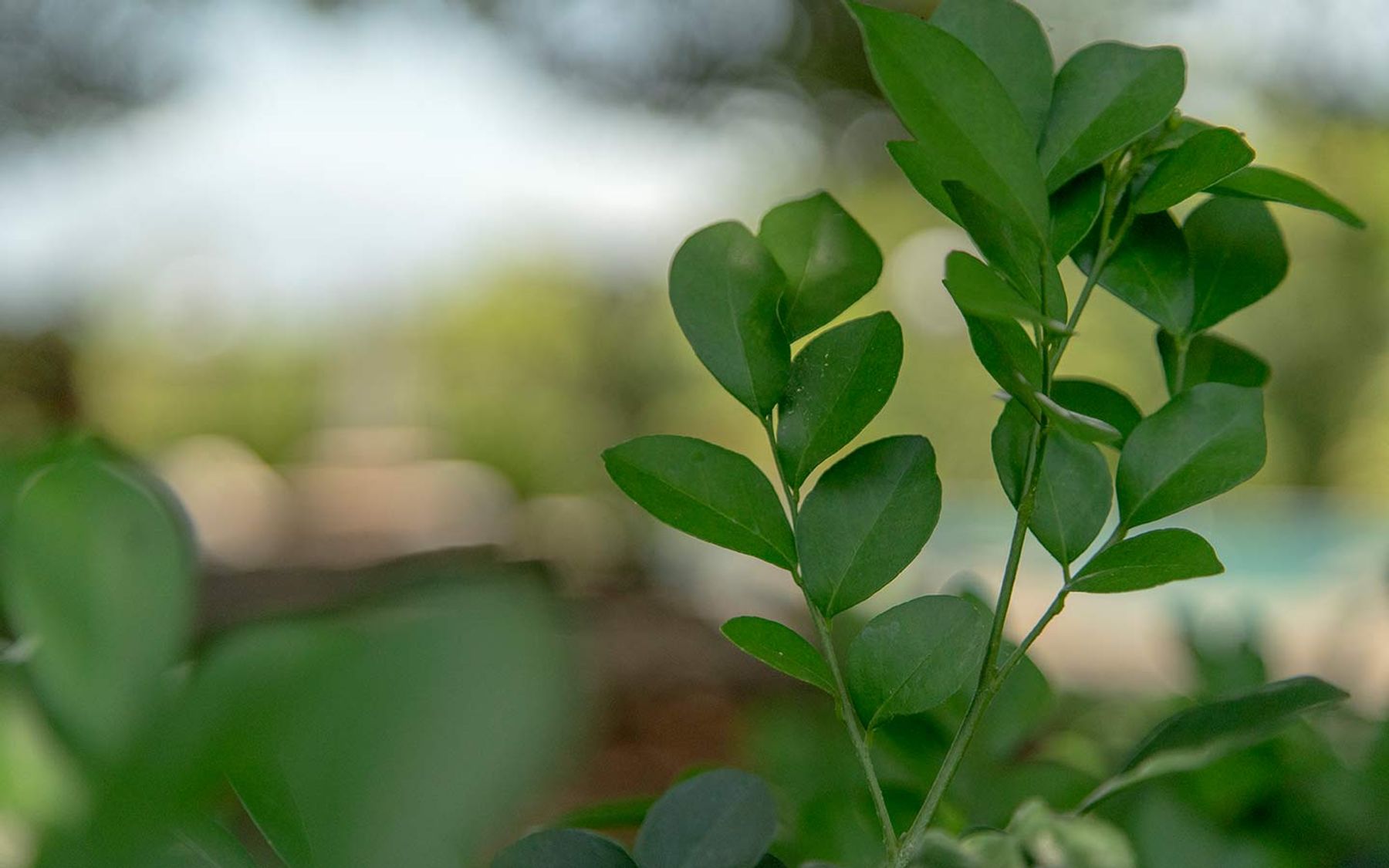 A close-up of tropical foliage on the property.