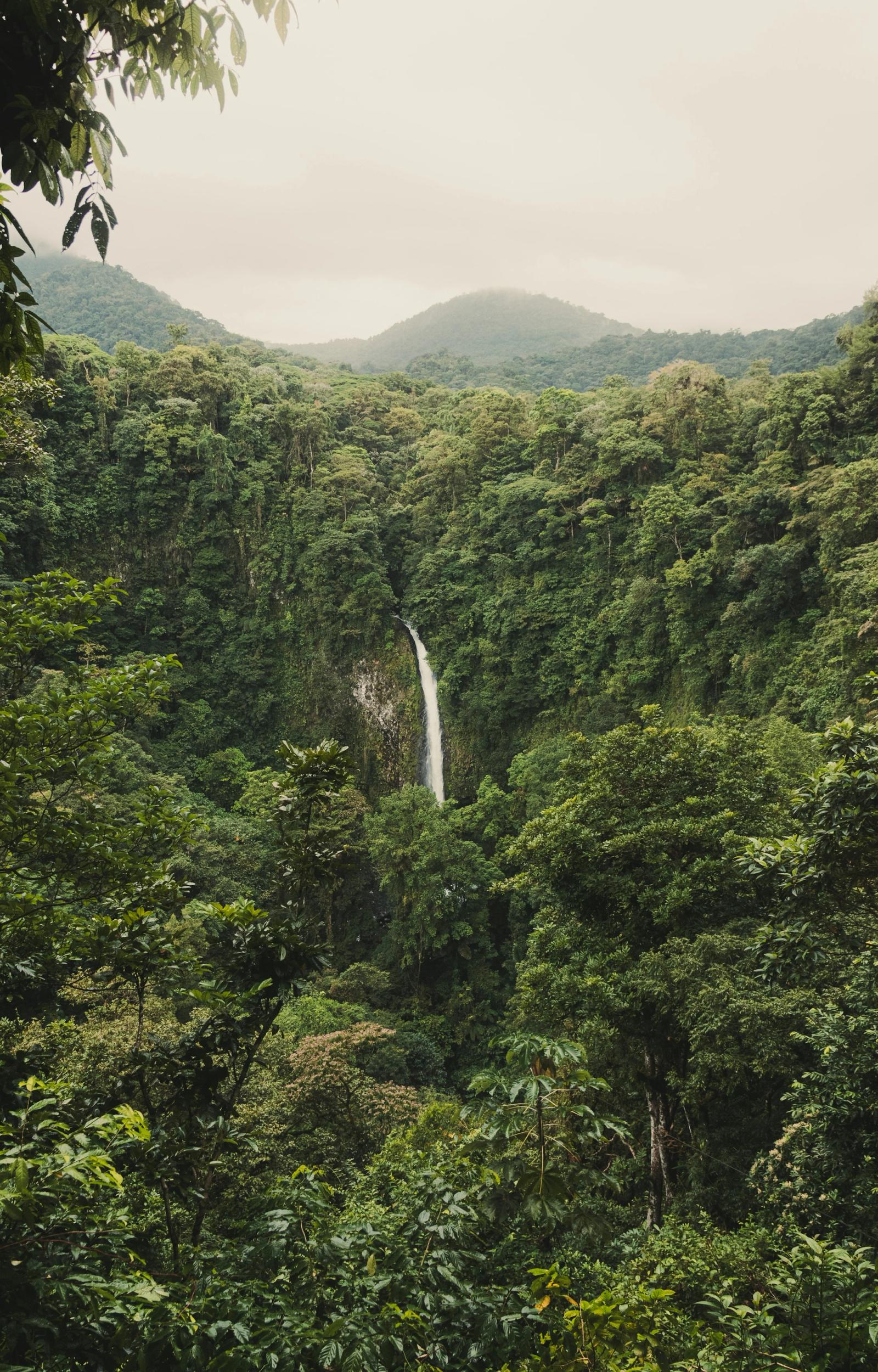 A waterfall falling through lush green rainforest.