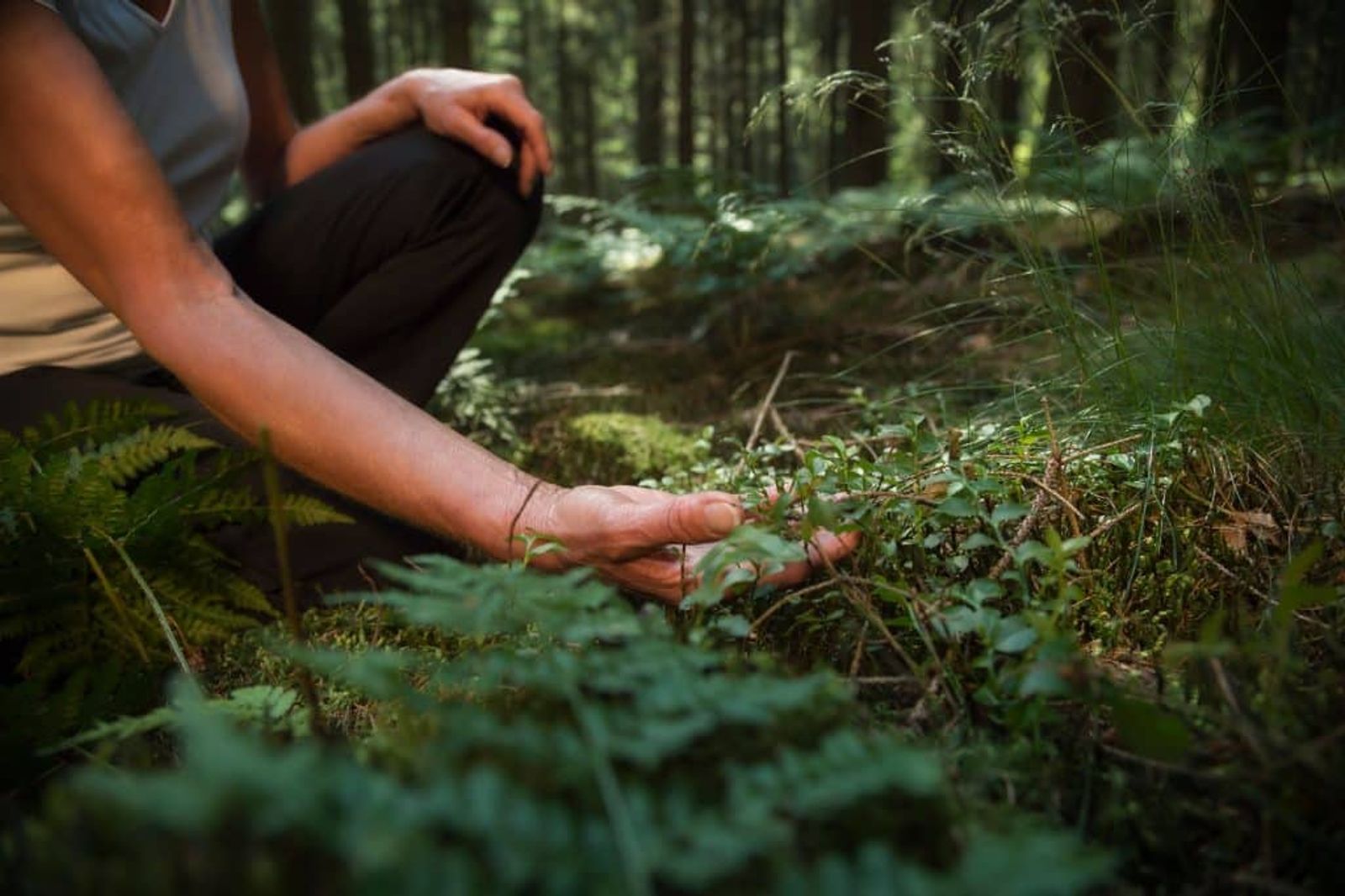 BBC podcast - Forest therapy - Costa Rica Treatment Center