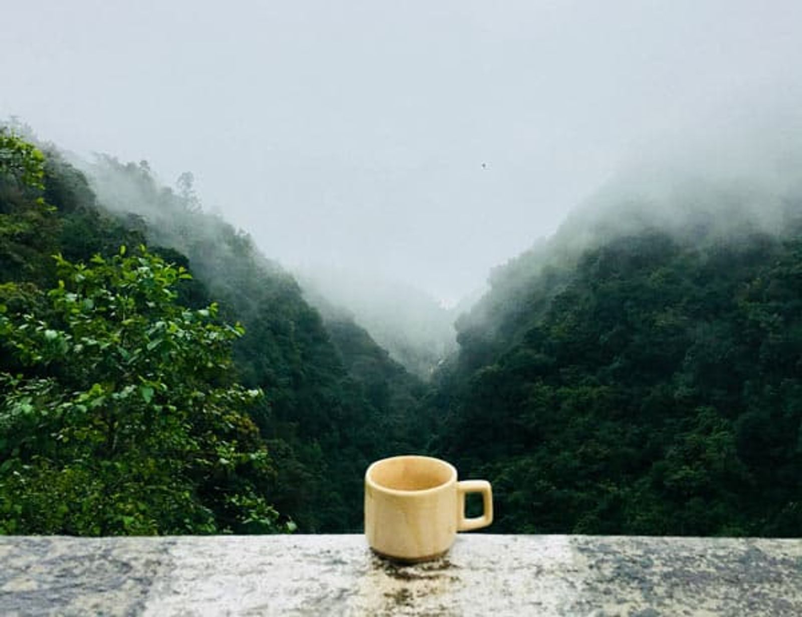 Coffee and Fruit plantations costa rica treatment center
