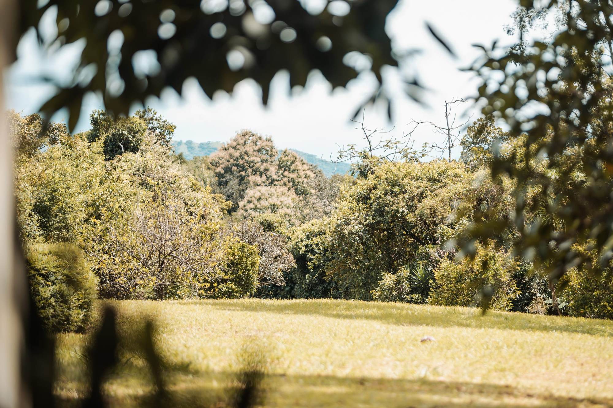 Un césped soleado que llega hasta una hilera de árboles, con colinas verdes a lo lejos.