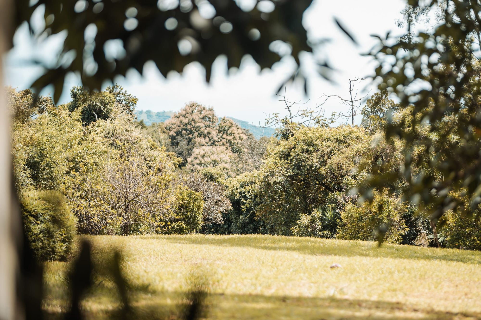 A sunlit lawn running to a line of trees, with green hills in the distance.