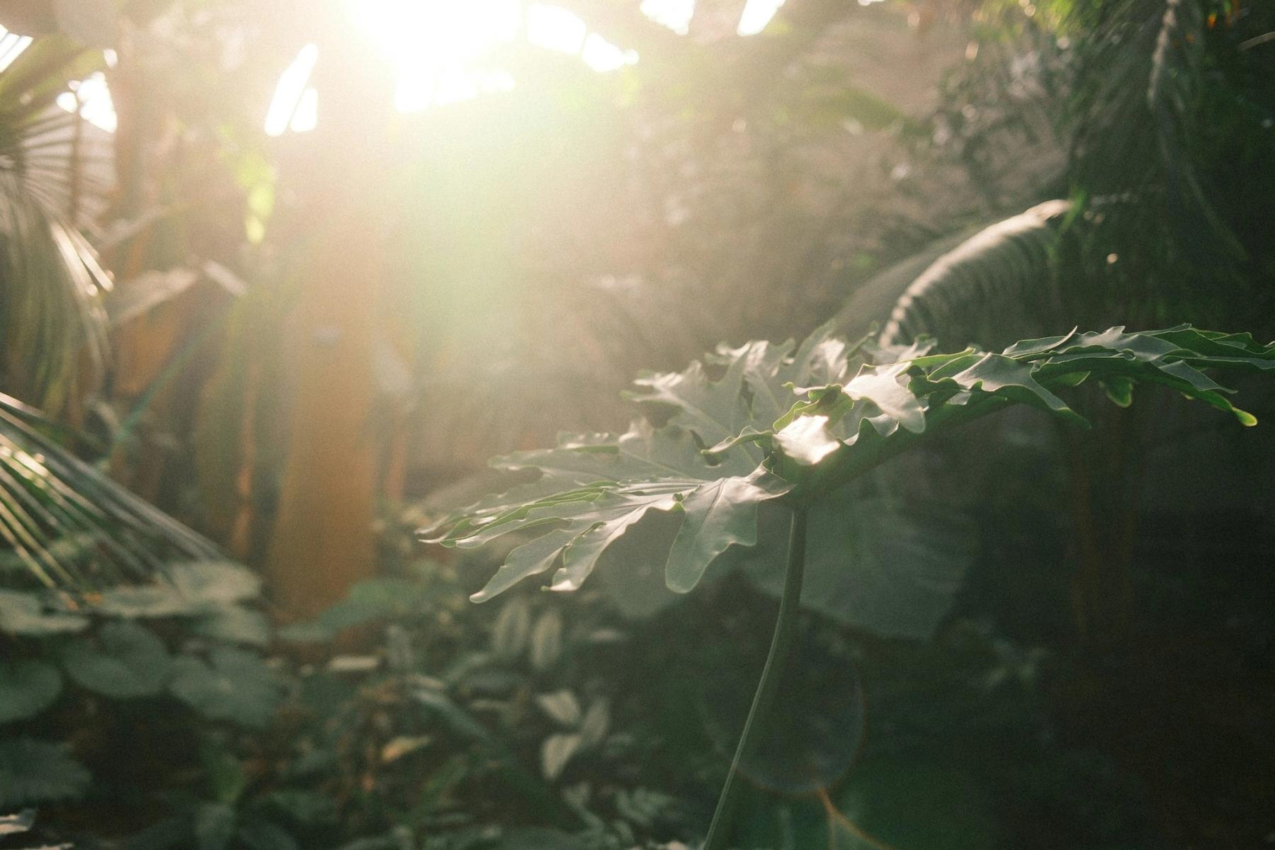 Warm sunlight breaking through a green jungle canopy.