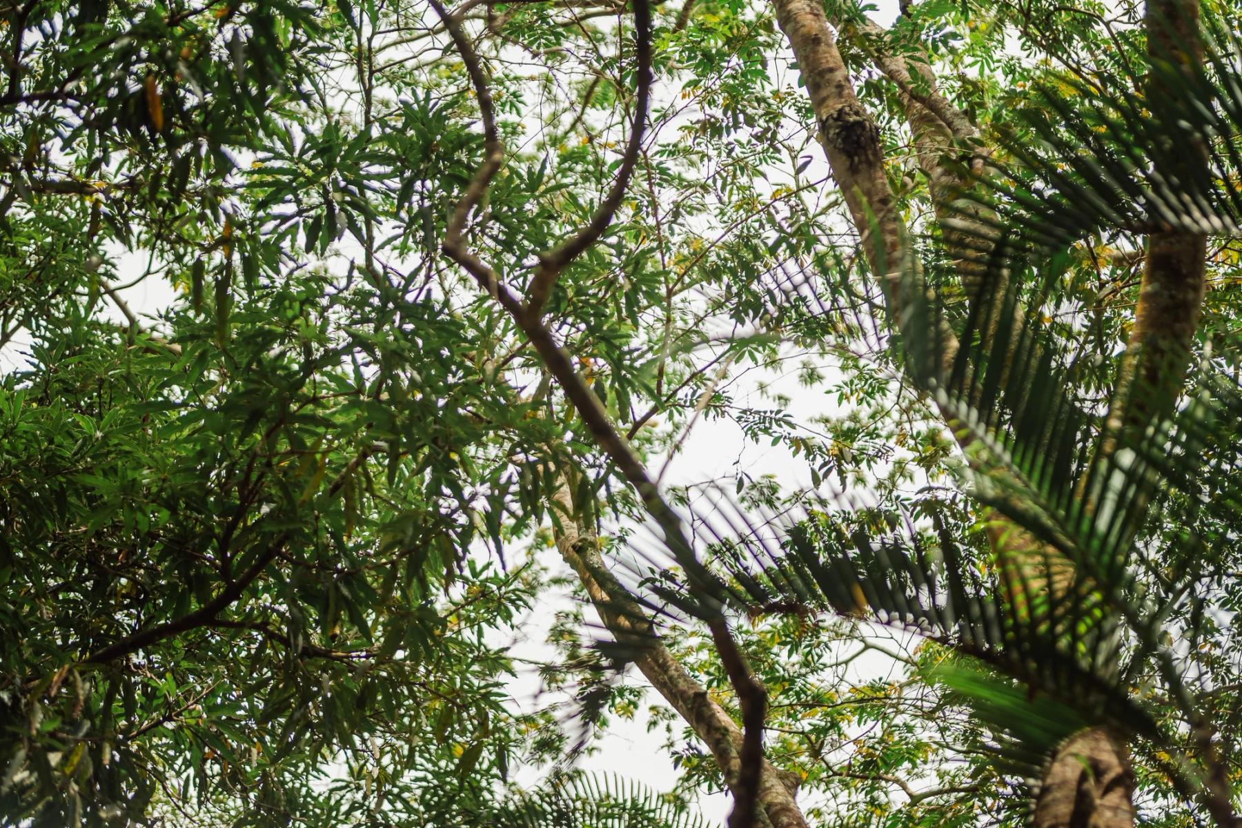 Vista hacia arriba de un dosel de palmeras y árboles de hoja ancha contra un cielo pálido.