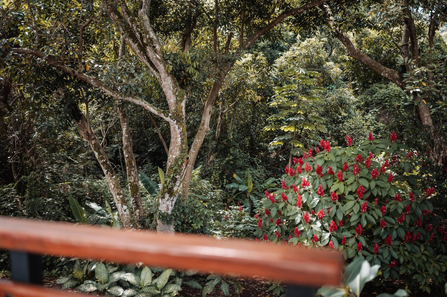 Forest at the edge of the property, with red flowers among the trees.