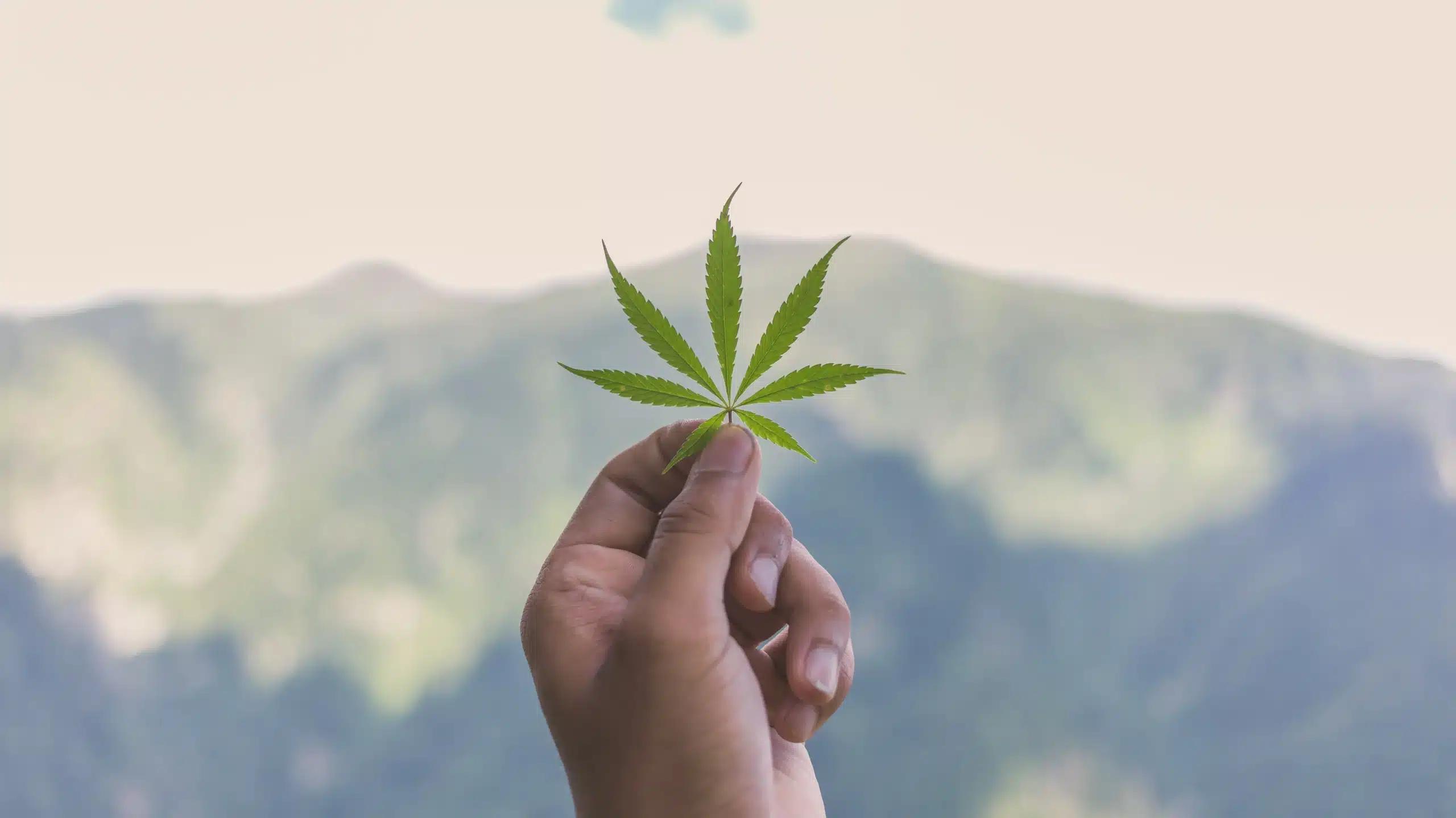 forms of marijuana