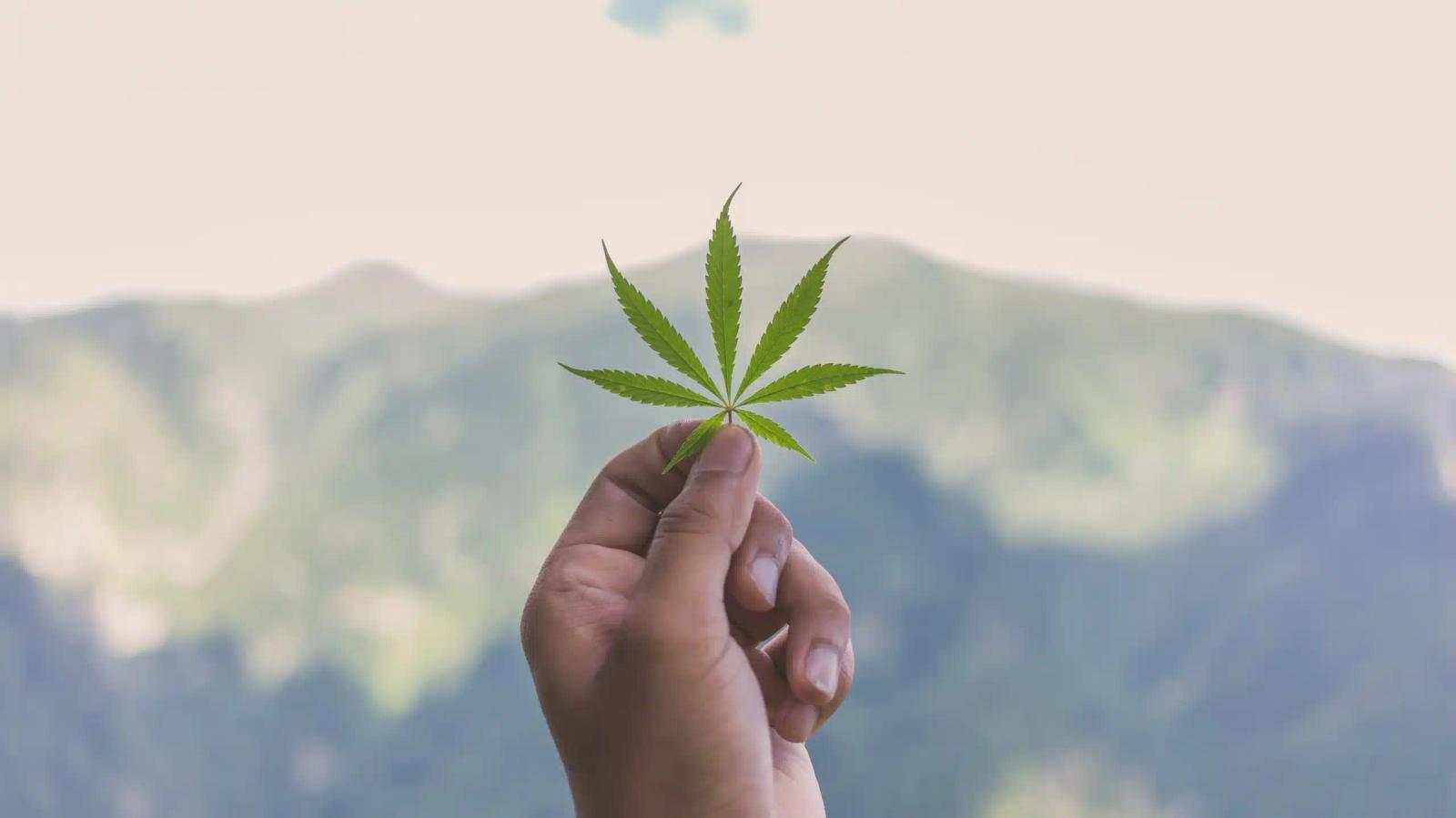 forms of marijuana