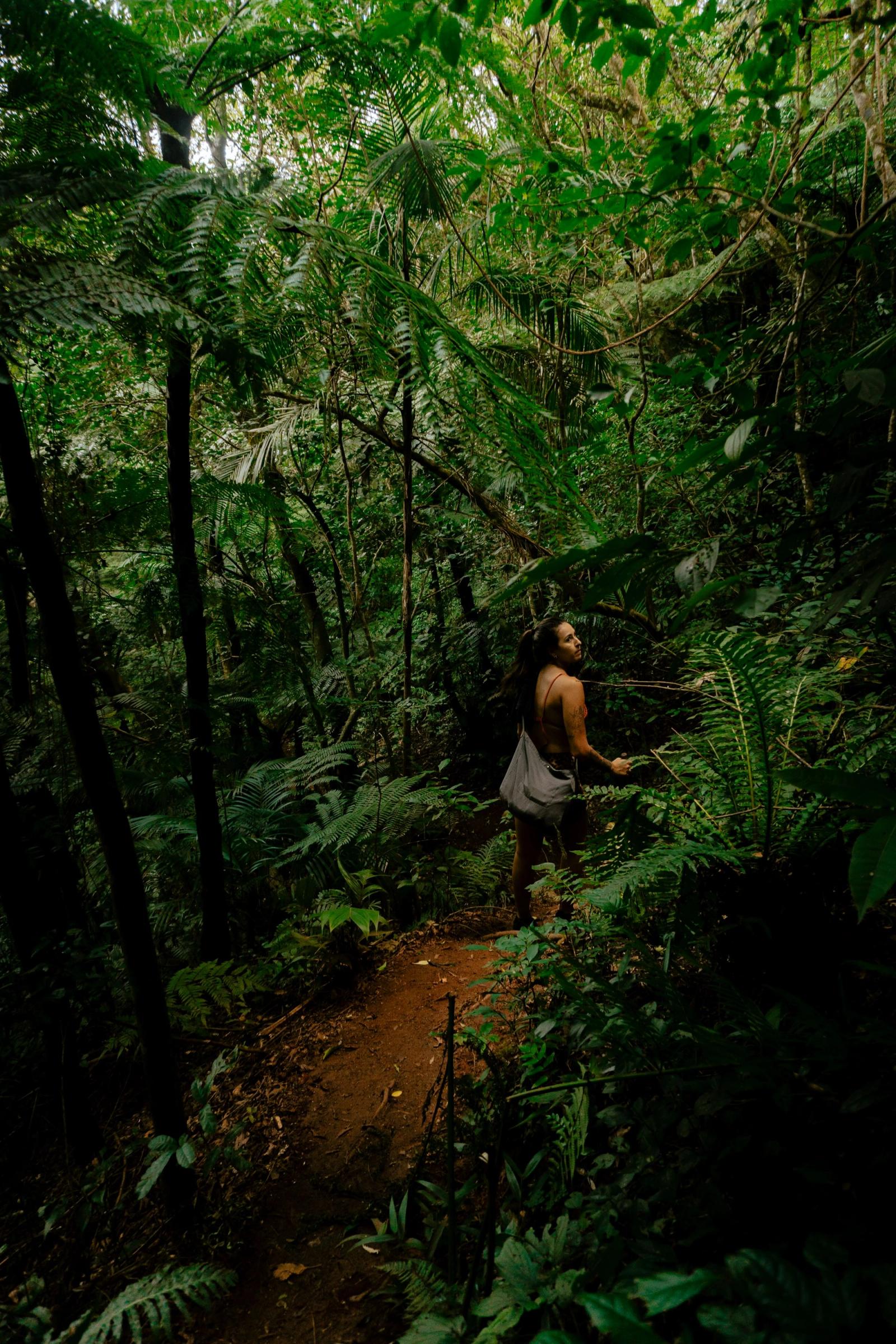 A person walking alone through dense, lush rainforest.