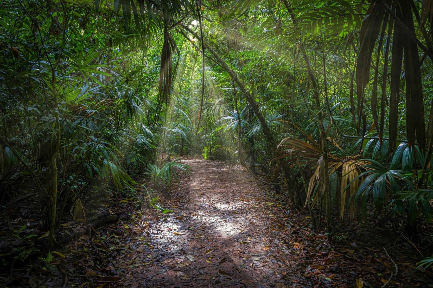 Hopeful Costa Rican jungle path with bamboo and sunlight filtering through