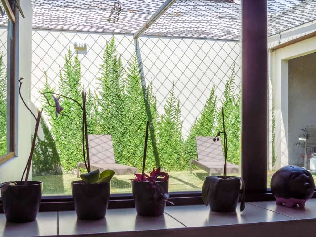 Covered patio at the San José residence with cane loungers facing a wall of ferns under a trellis.