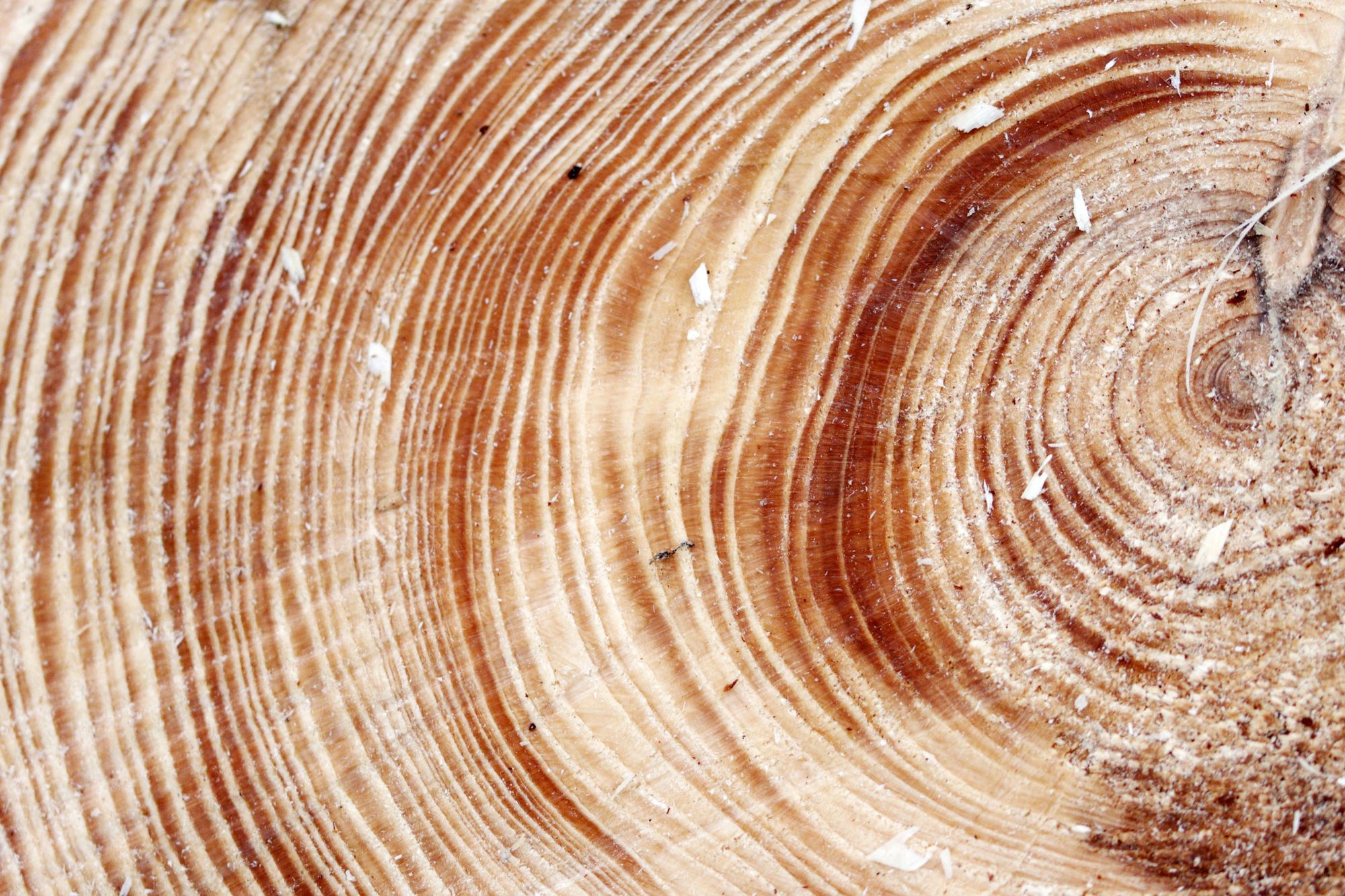 Concentric tree rings in warm wood, an abstract image of many layers forming one whole.