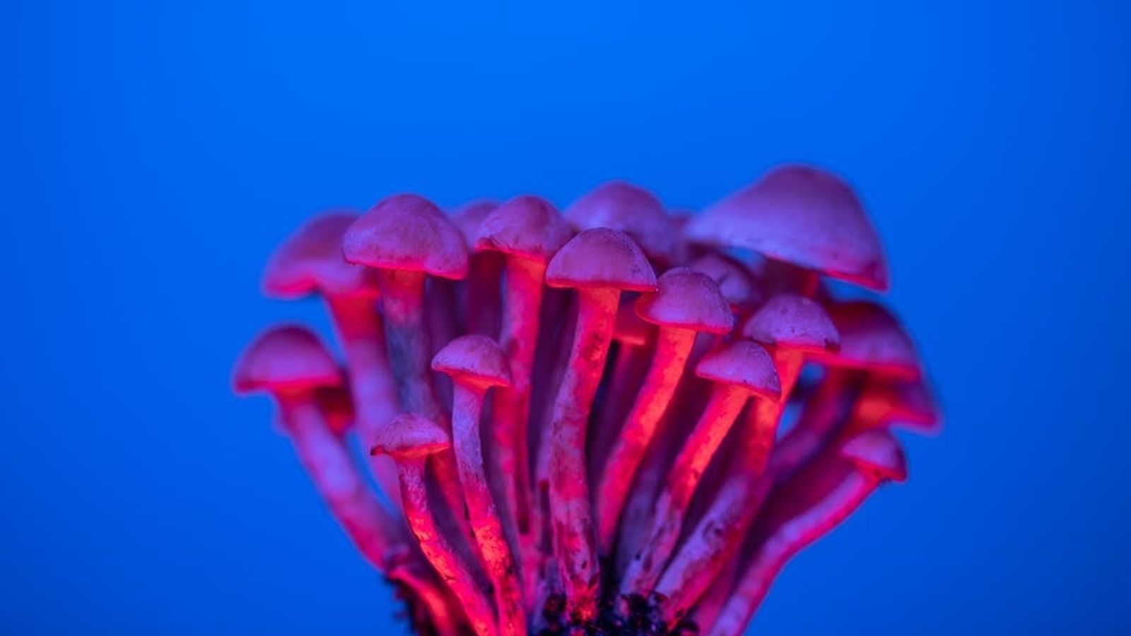 shrooms-effects-2