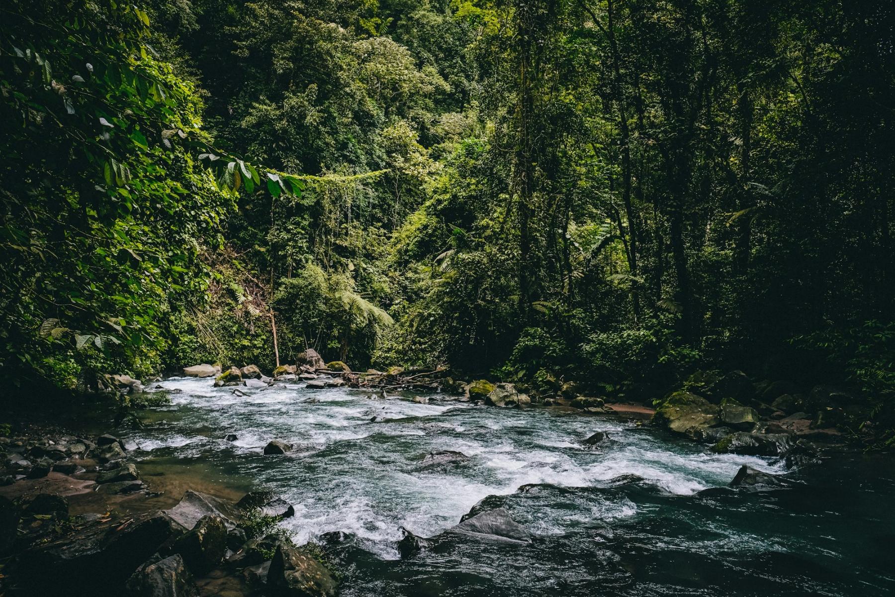 A clear river running through dense green rainforest.